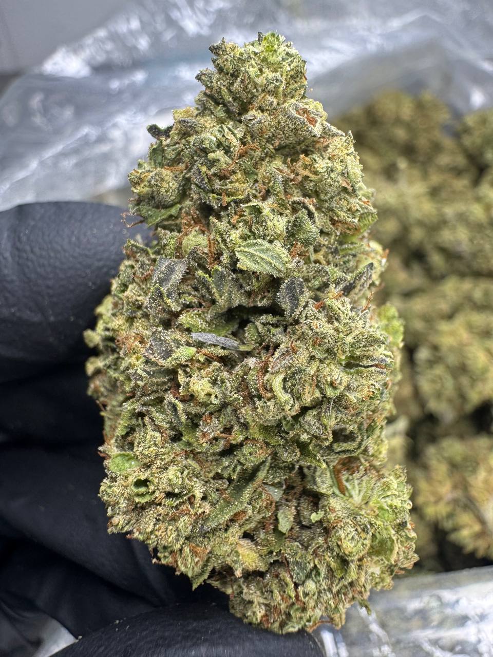 Gelato Cake - THCA BULK Flower - Sungrown