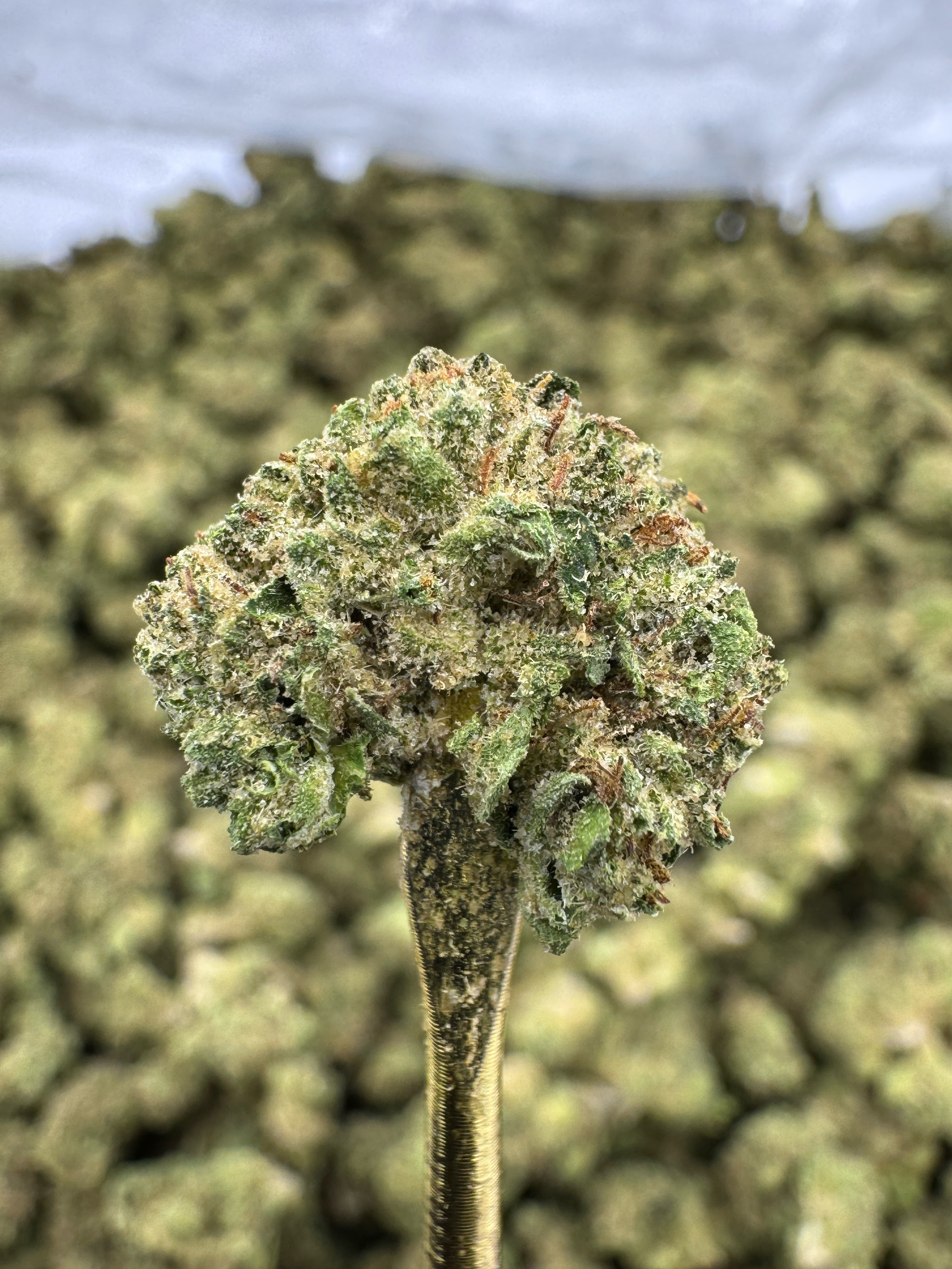 Gelato Cake - THCA BULK Flower - Greenhouse Smalls