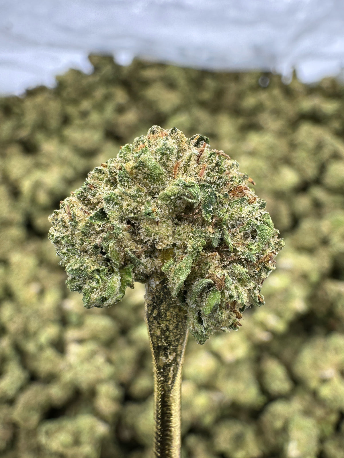 Gelato Cake - THCA BULK Flower - Greenhouse Smalls