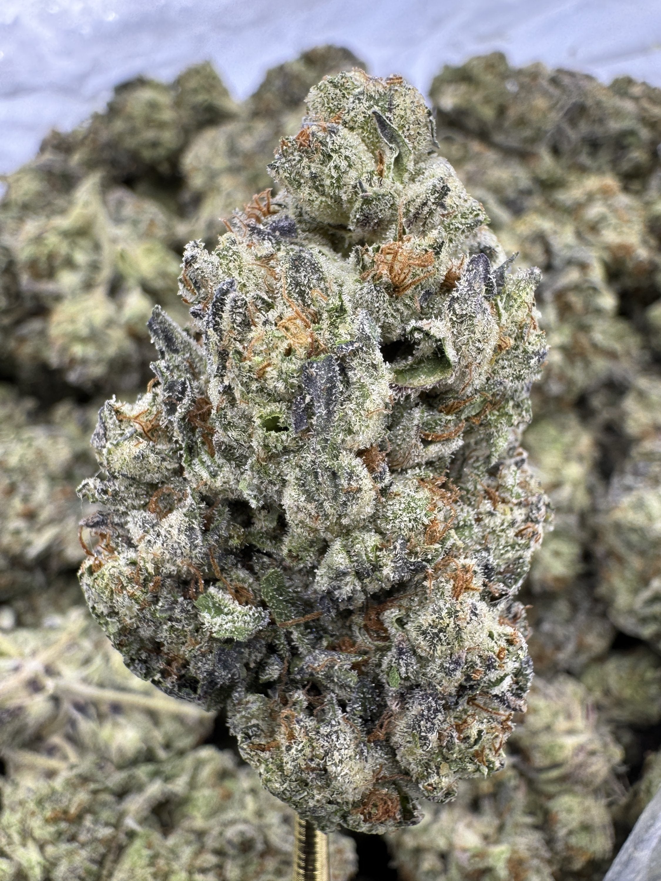 Gelato King - THCA BULK Flower - Greenhouse