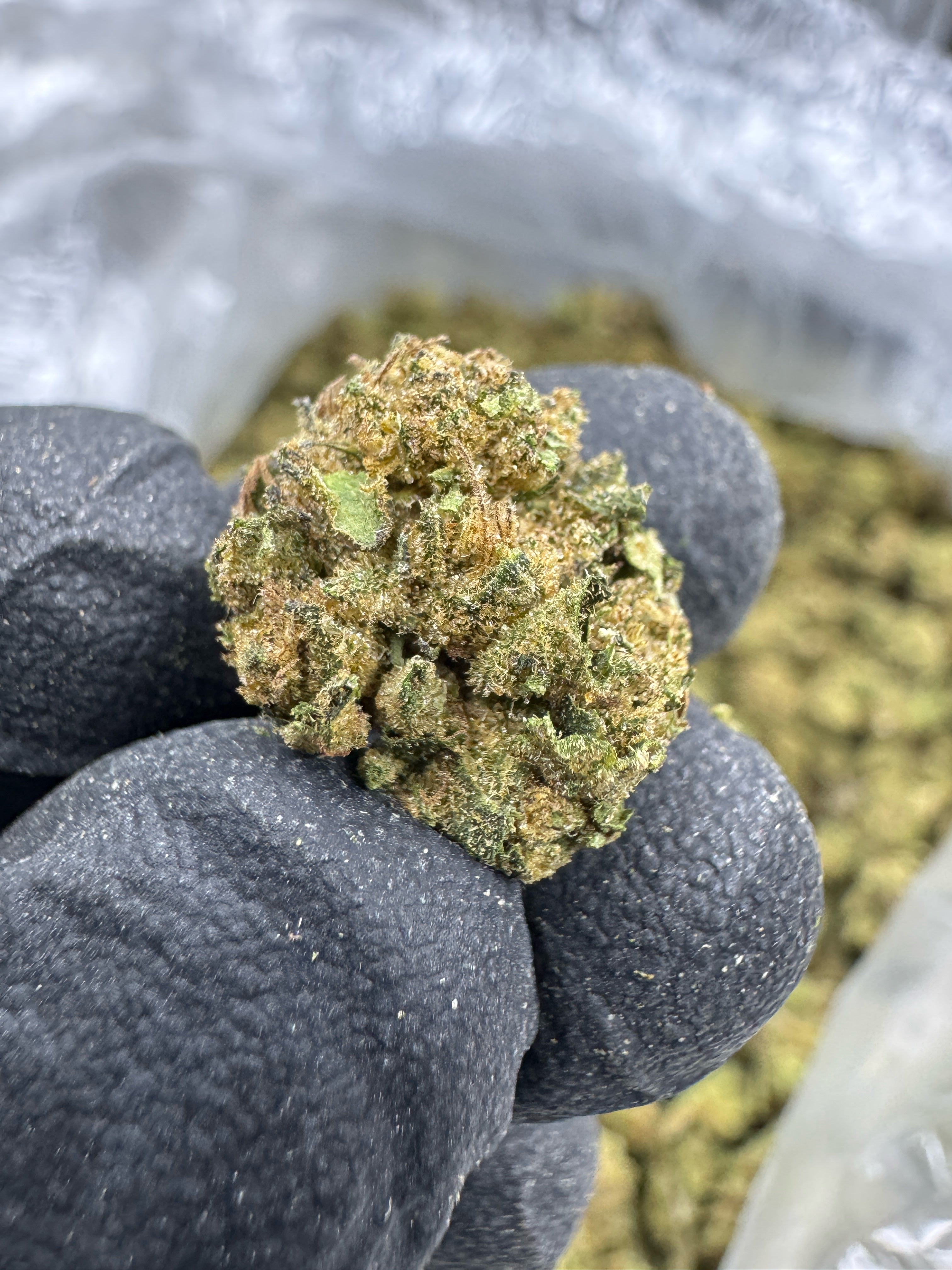 Gelato King - THCA Flower - Greenhouse Gold Nuggets