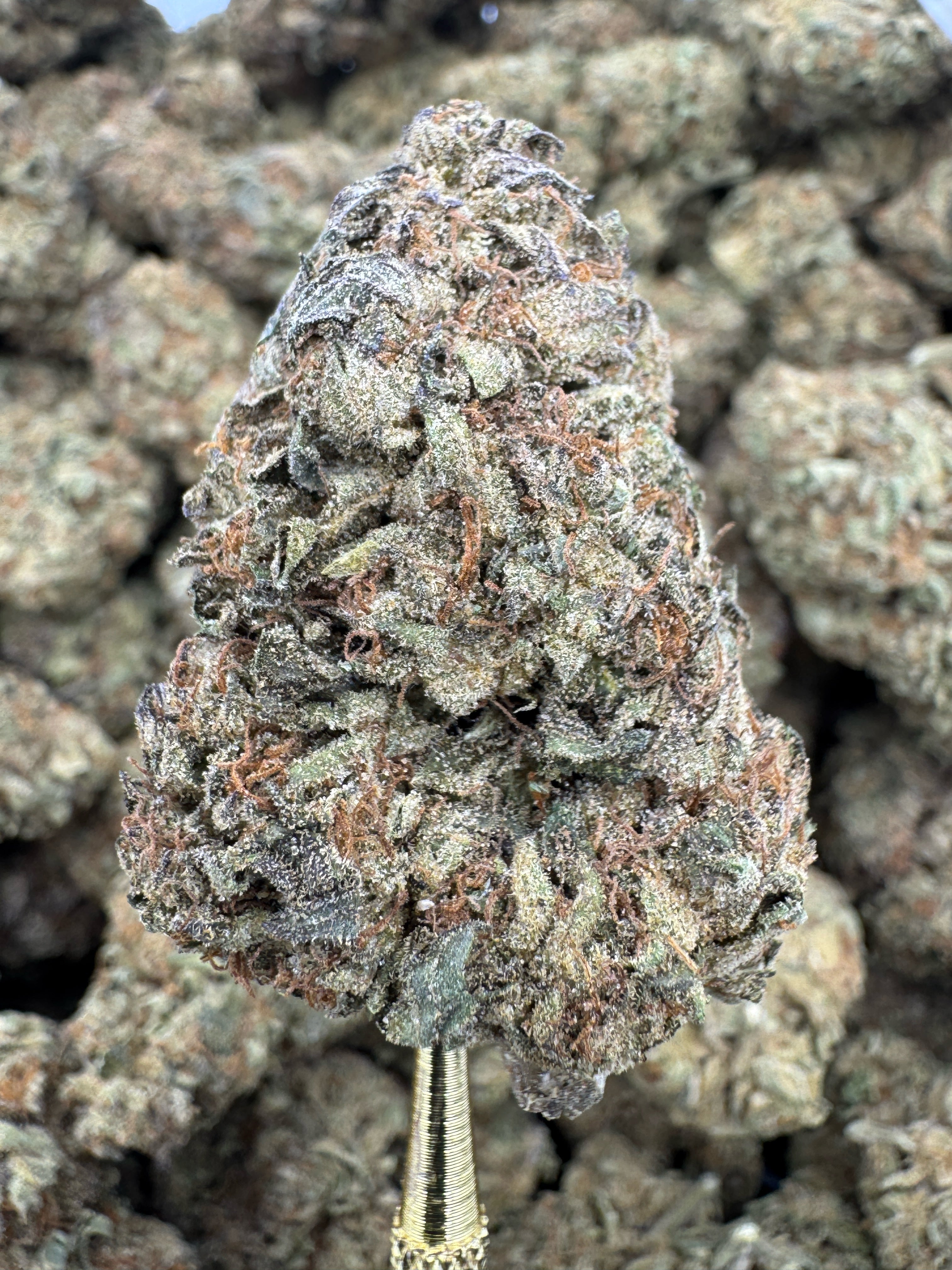 Gelato King