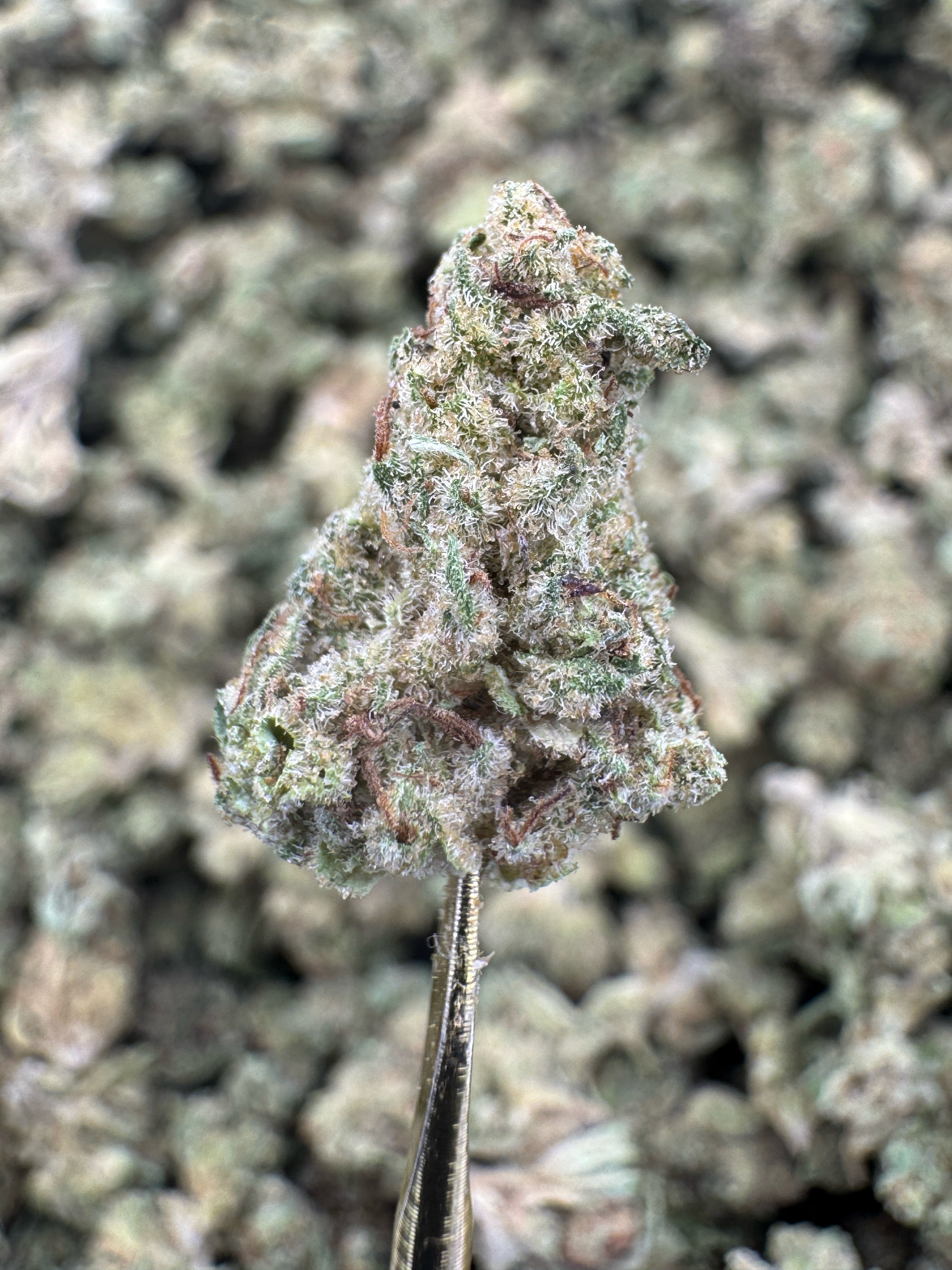 Gelato King - THCA Flower - Greenhouse Gold Nuggets