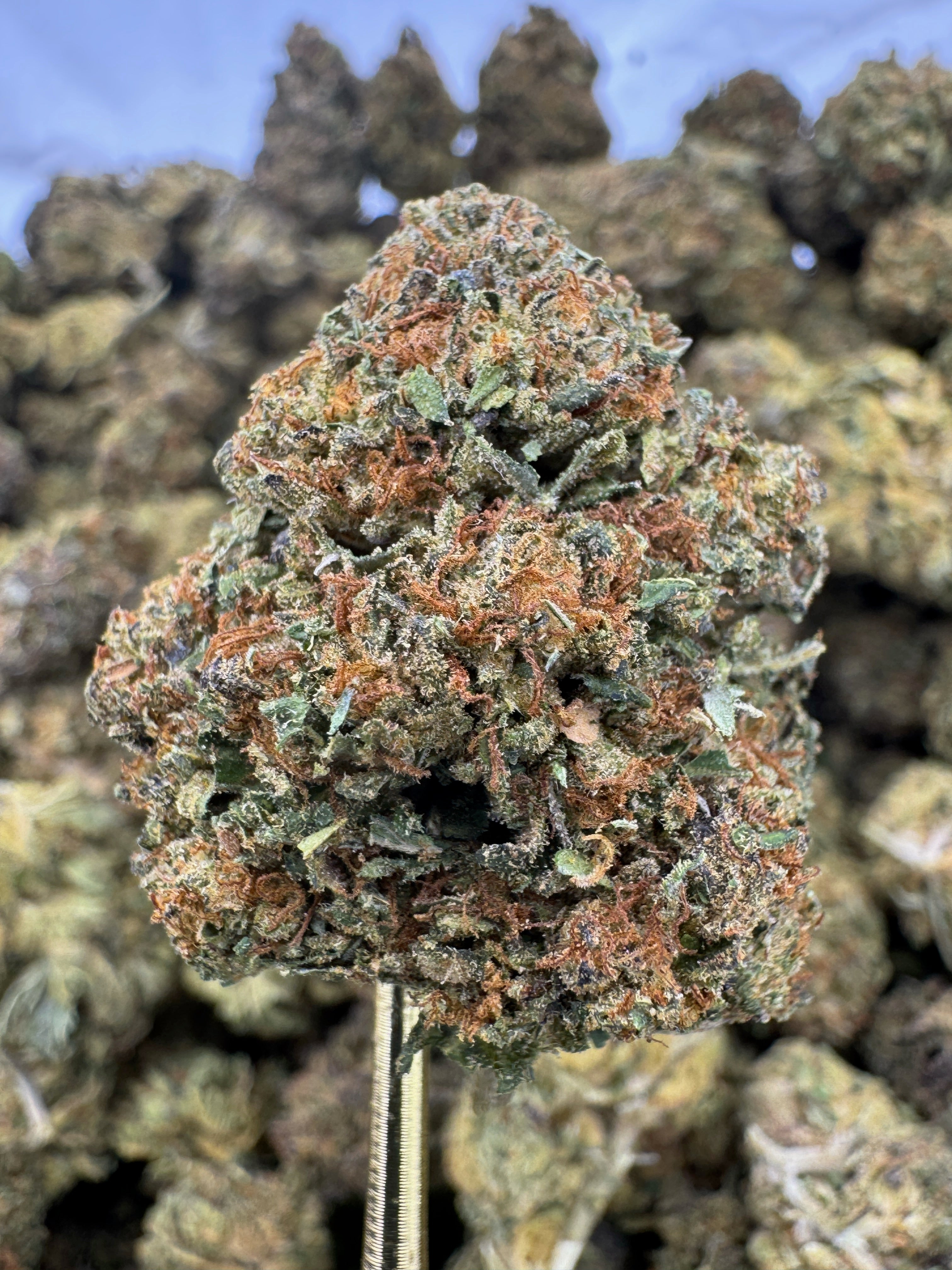 Gelato Mintz - THCA BULK Flower - Sungrown
