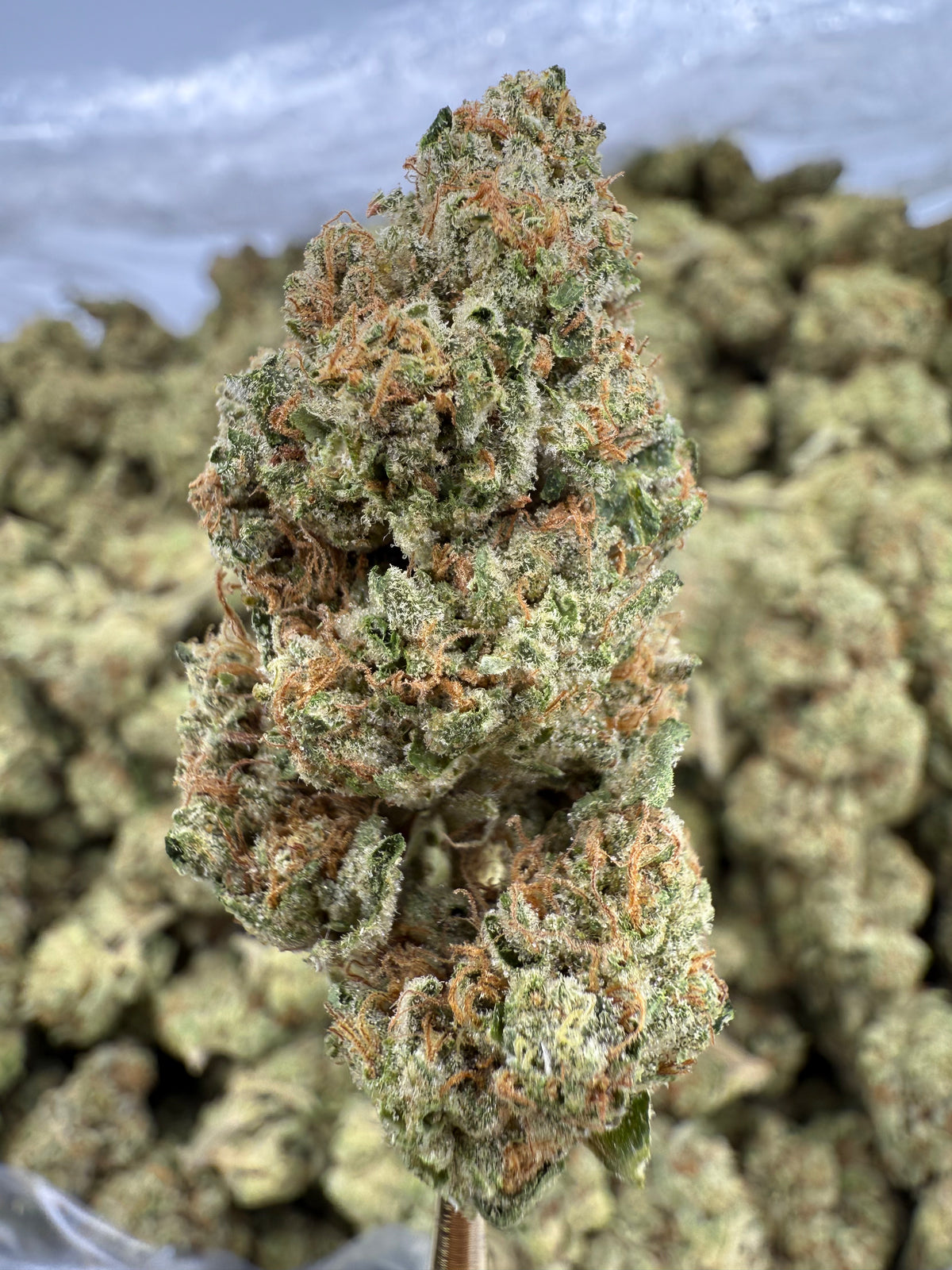 Gelatti Cake - THCA BULK Flower - Greenhouse
