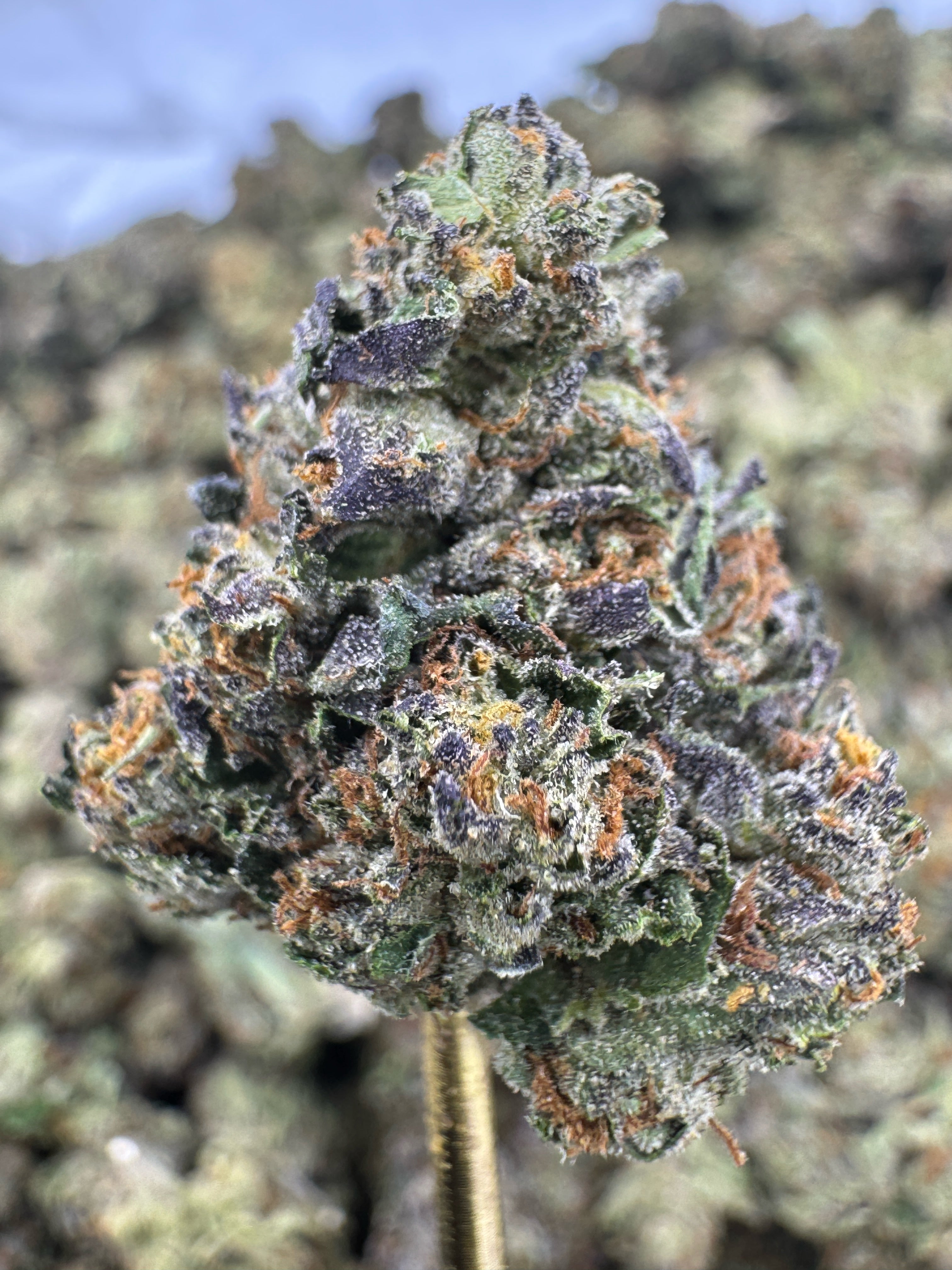 Gelatti Cake - THCA BULK Flower - Greenhouse