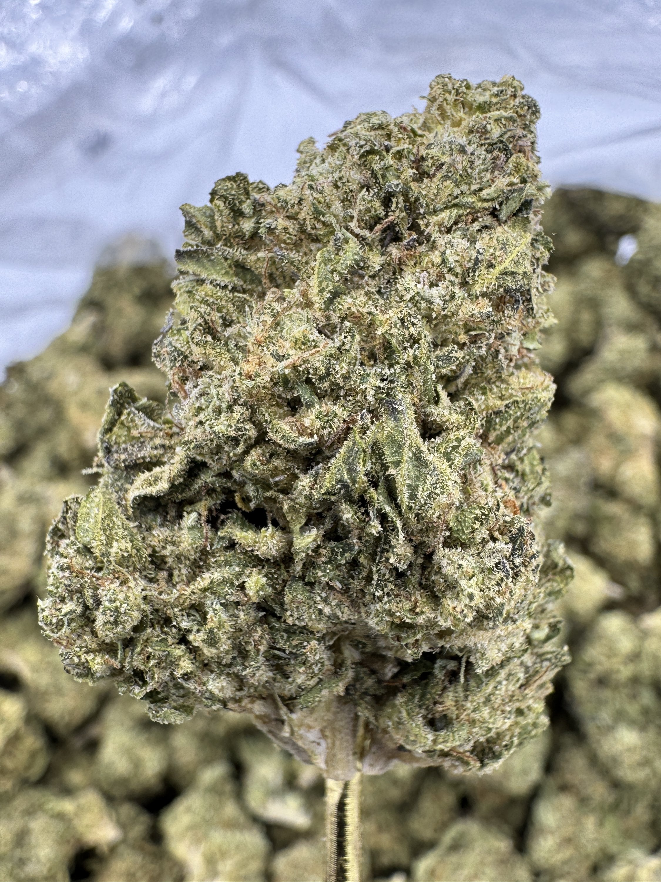 Gello Shotz - THCA BULK Flower - Greenhouse