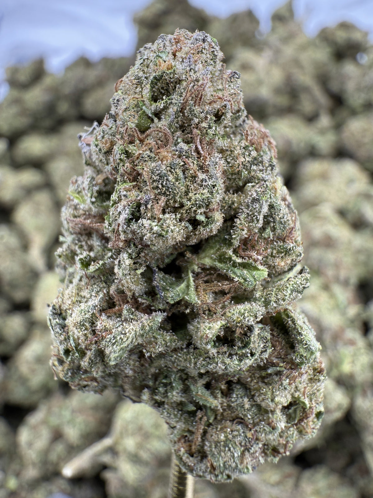 Gello Shotz - THCA BULK Flower - Greenhouse