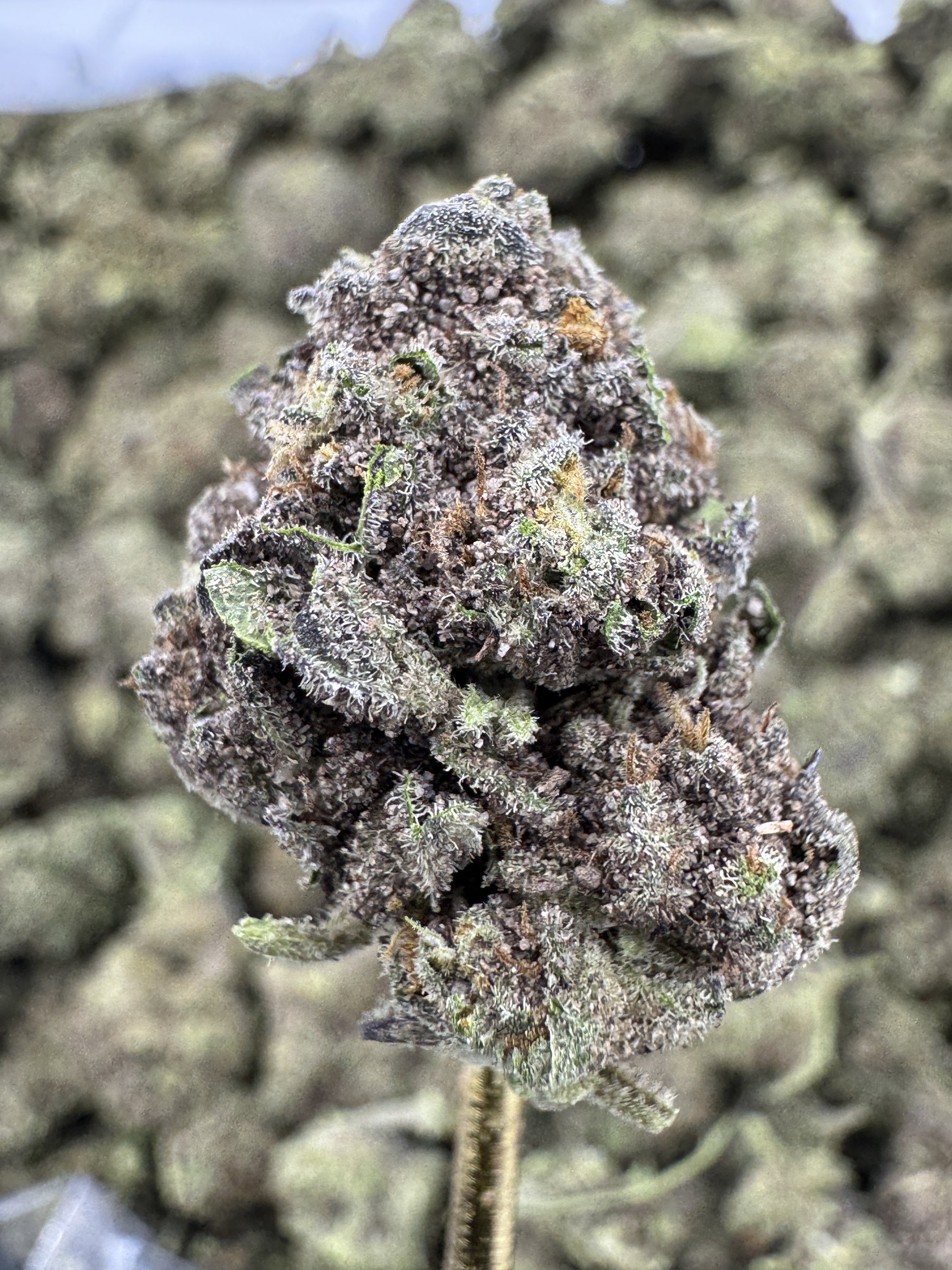 Gelonade - THCA BULK Flower - Greenhouse