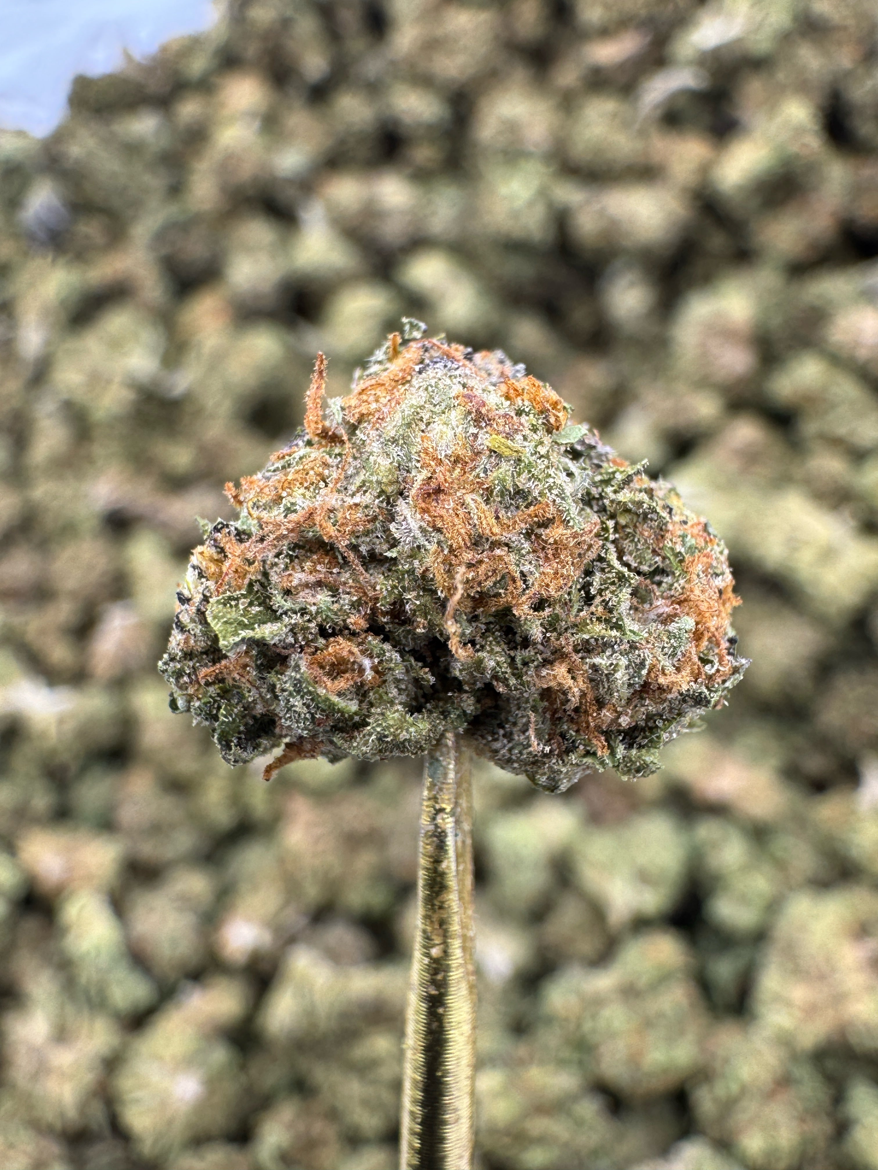Gelonade - THCA Flower - Greenhouse Gold Nuggets