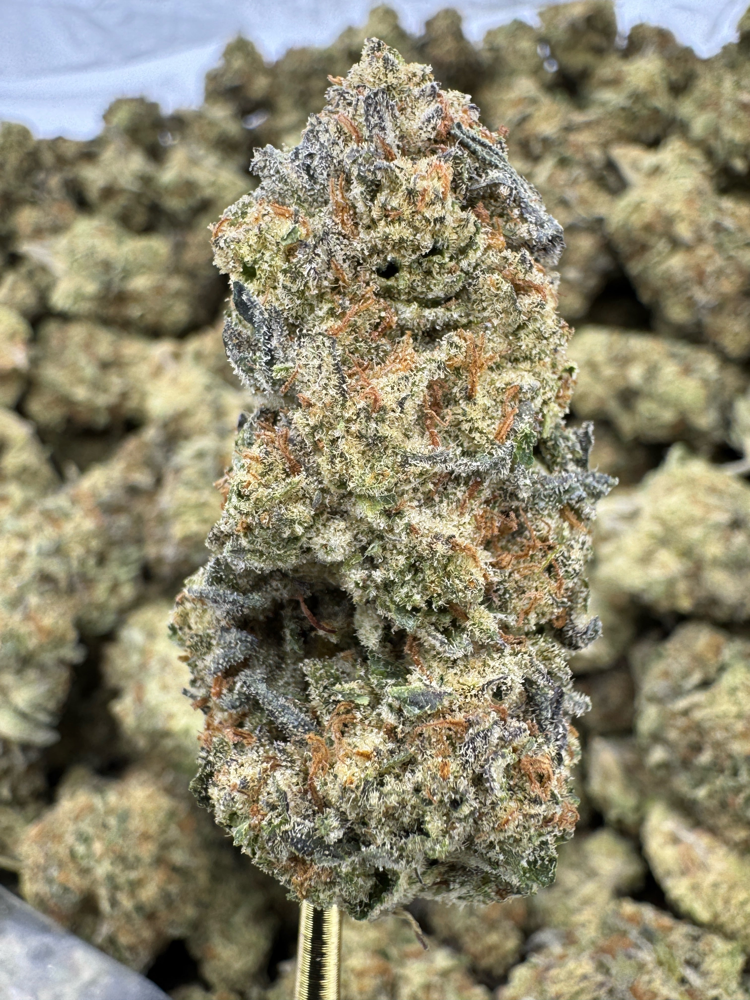 Gelonade - THCA BULK Flower - Indoor