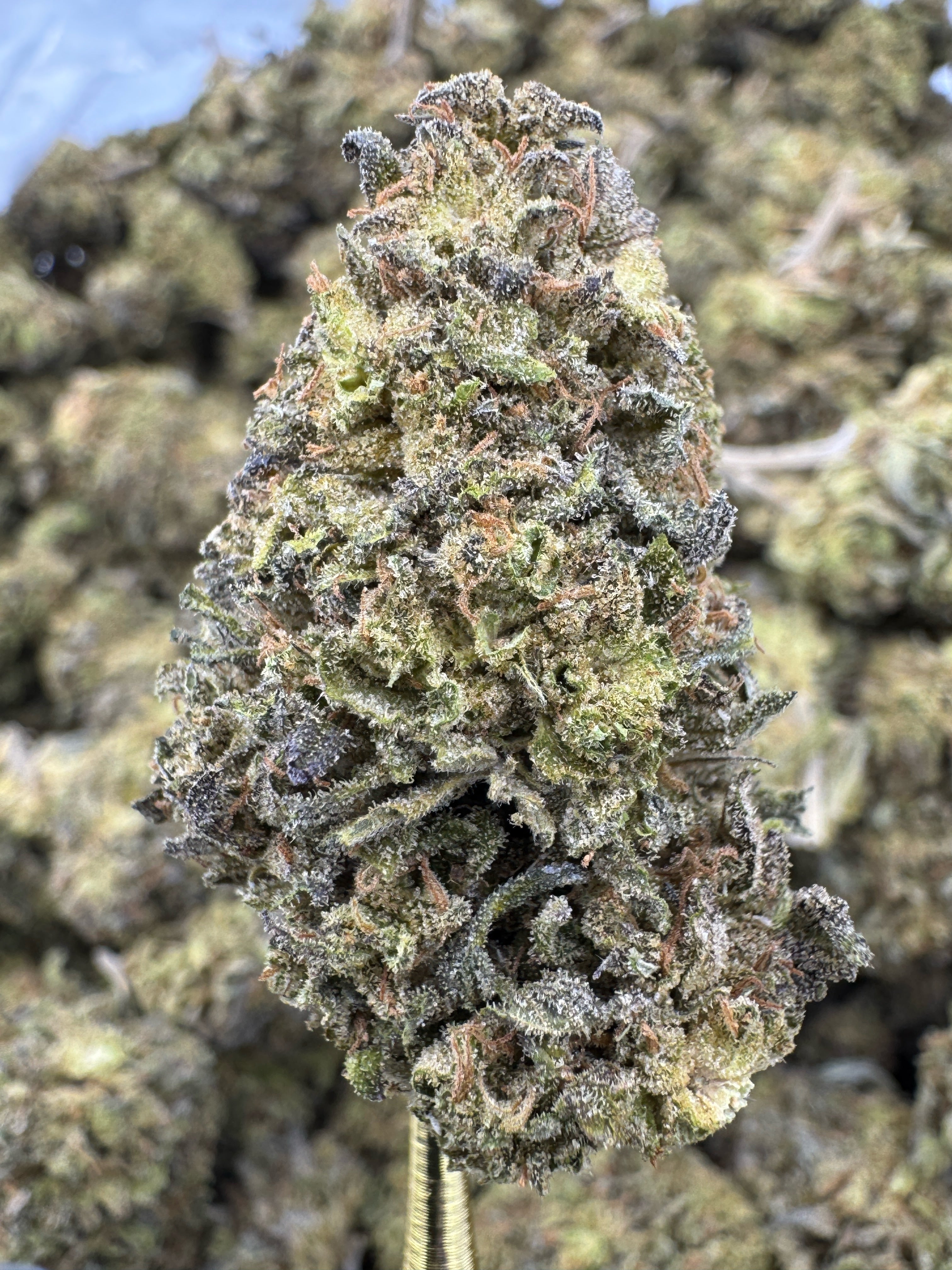 Georgia Pie - THCA BULK Flower - Sungrown