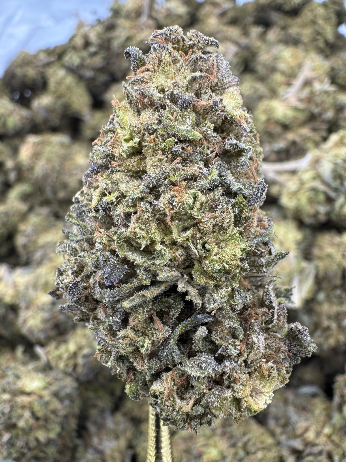 Georgia Pie - THCA BULK Flower - Sungrown