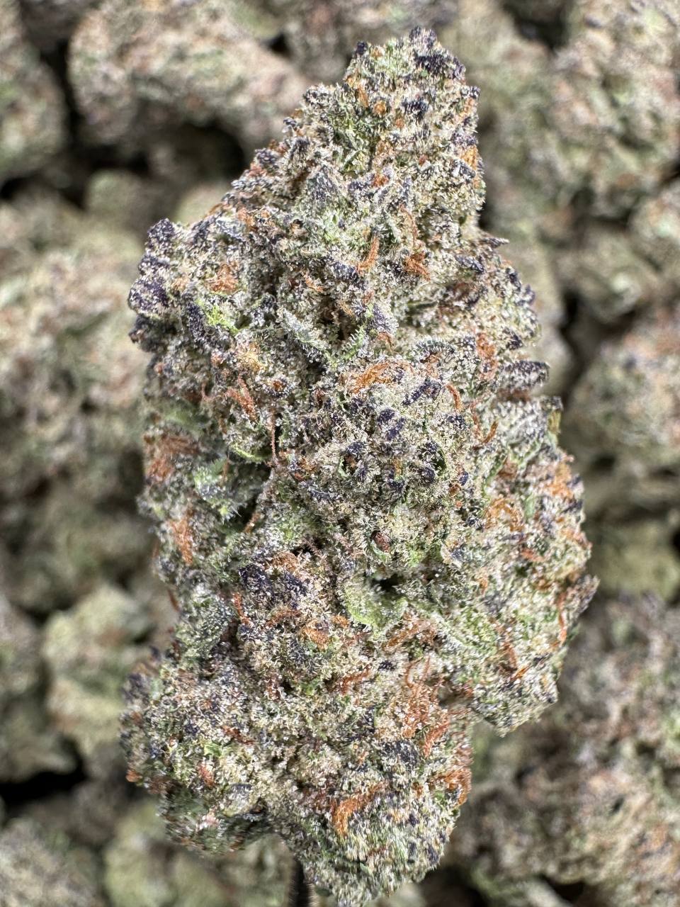 Glitter Bomb- THCA BULK FLOWER - AAA