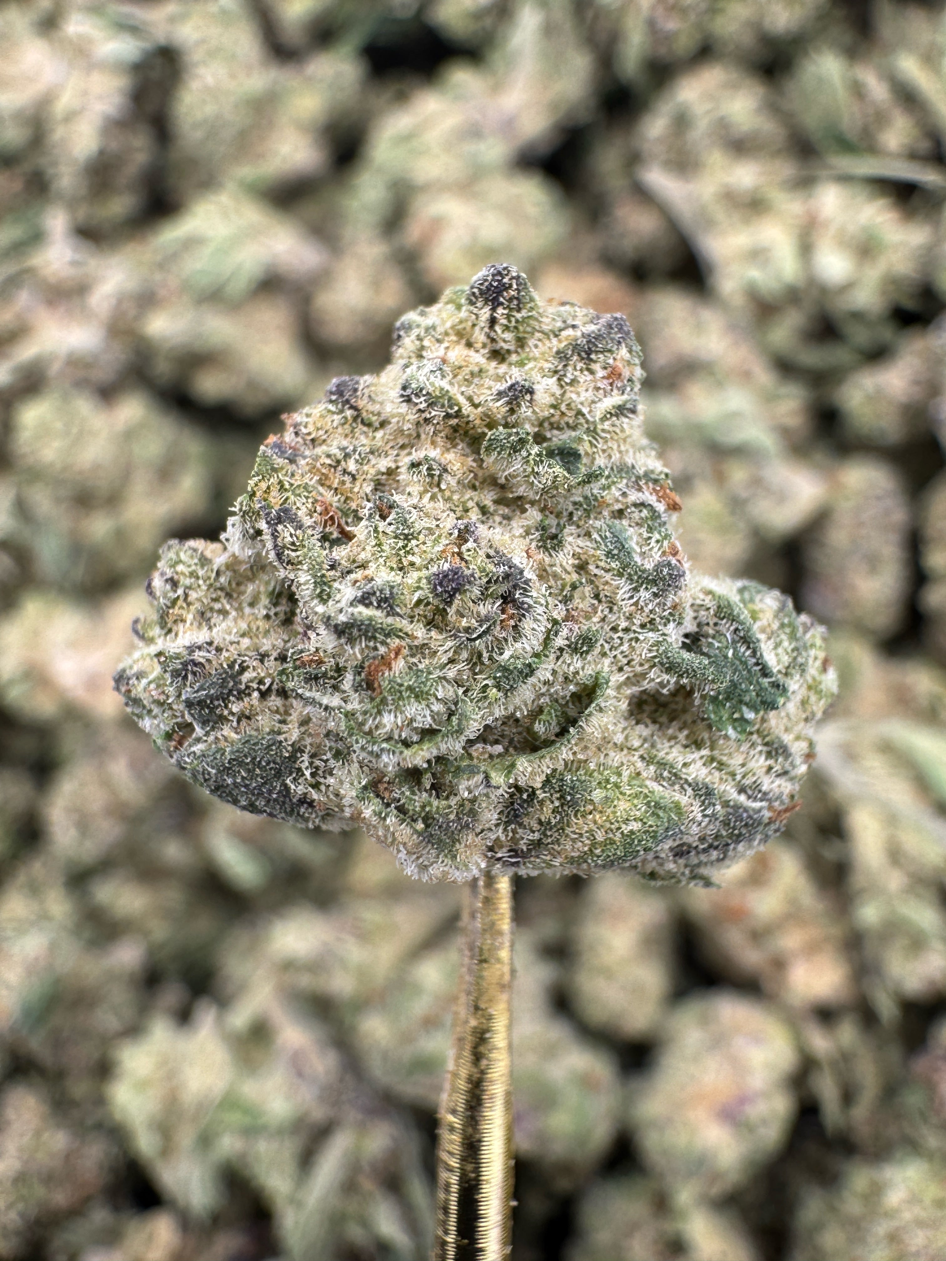 Glitterbomb - THCA Flower - Indoor Gold Nuggets