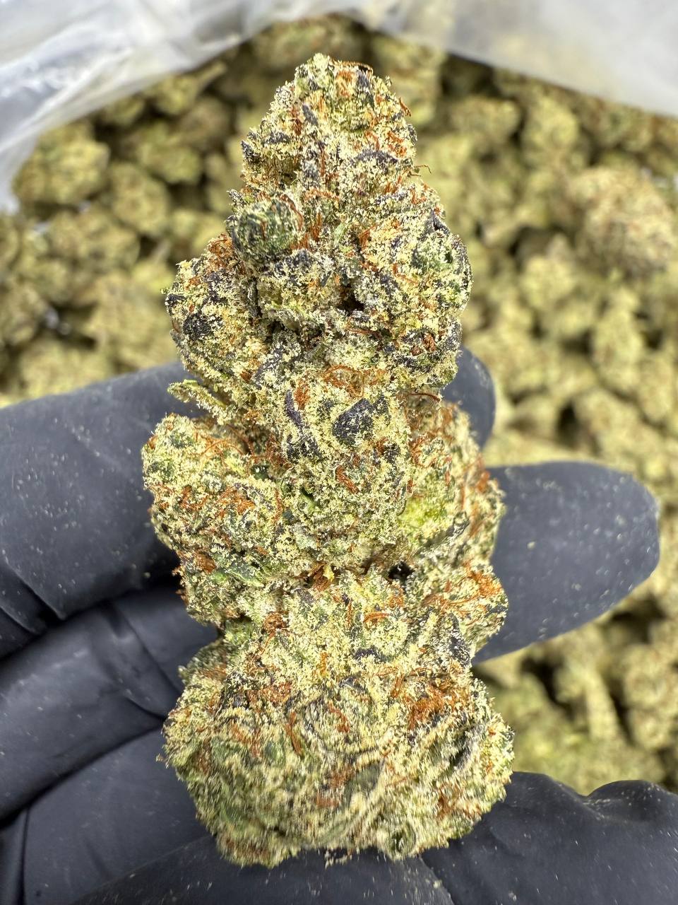 Glitterbomb - THCA Flower - Greenhouse Top Cut