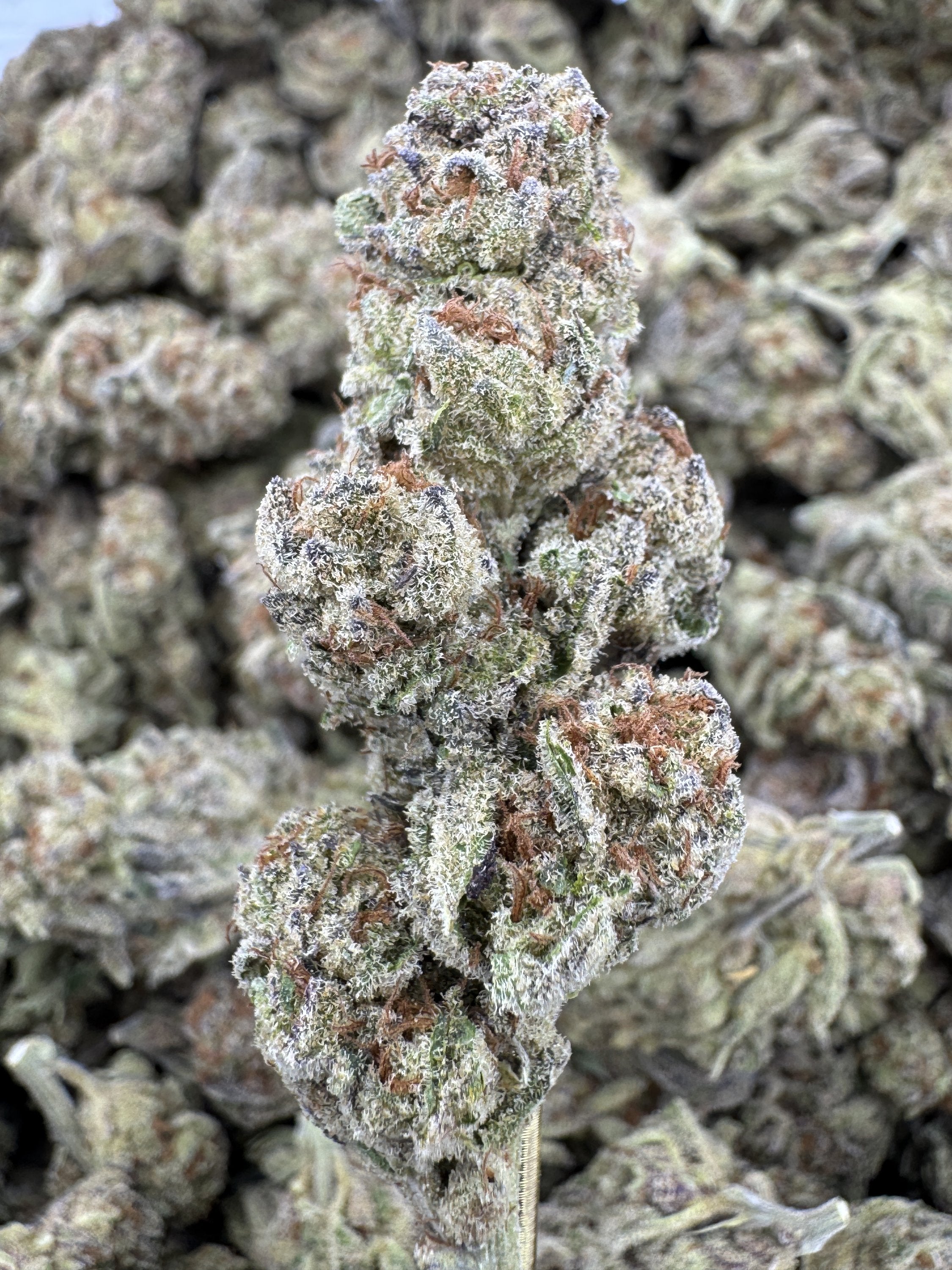 Glitterbomb - THCA BULK Flower - Greenhouse