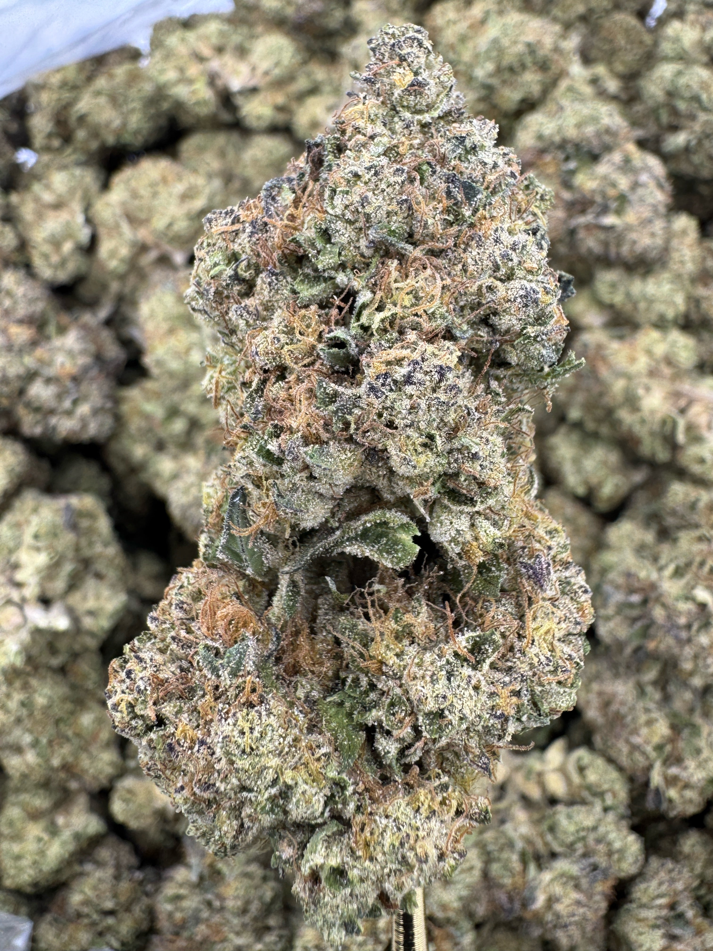 Glitter Bomb - THCA BULK Flower - Indoor