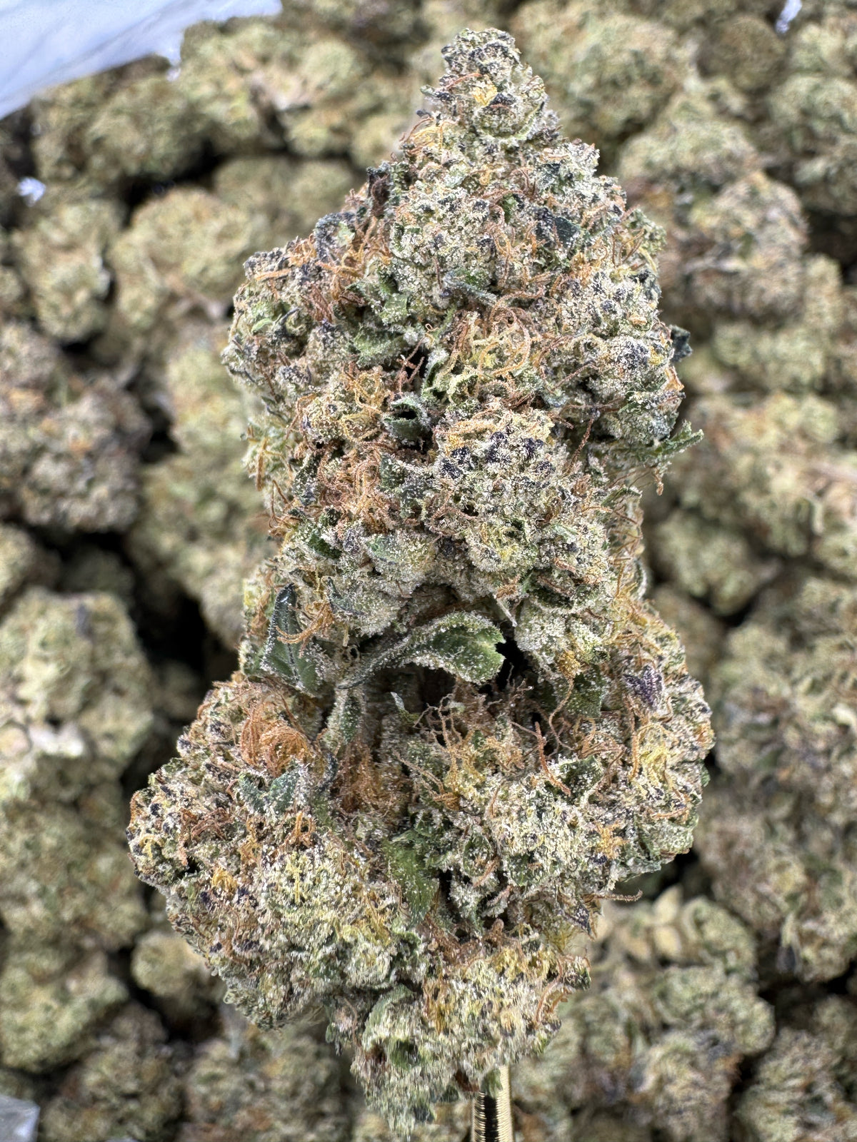 Glitter Bomb - THCA BULK Flower - Indoor