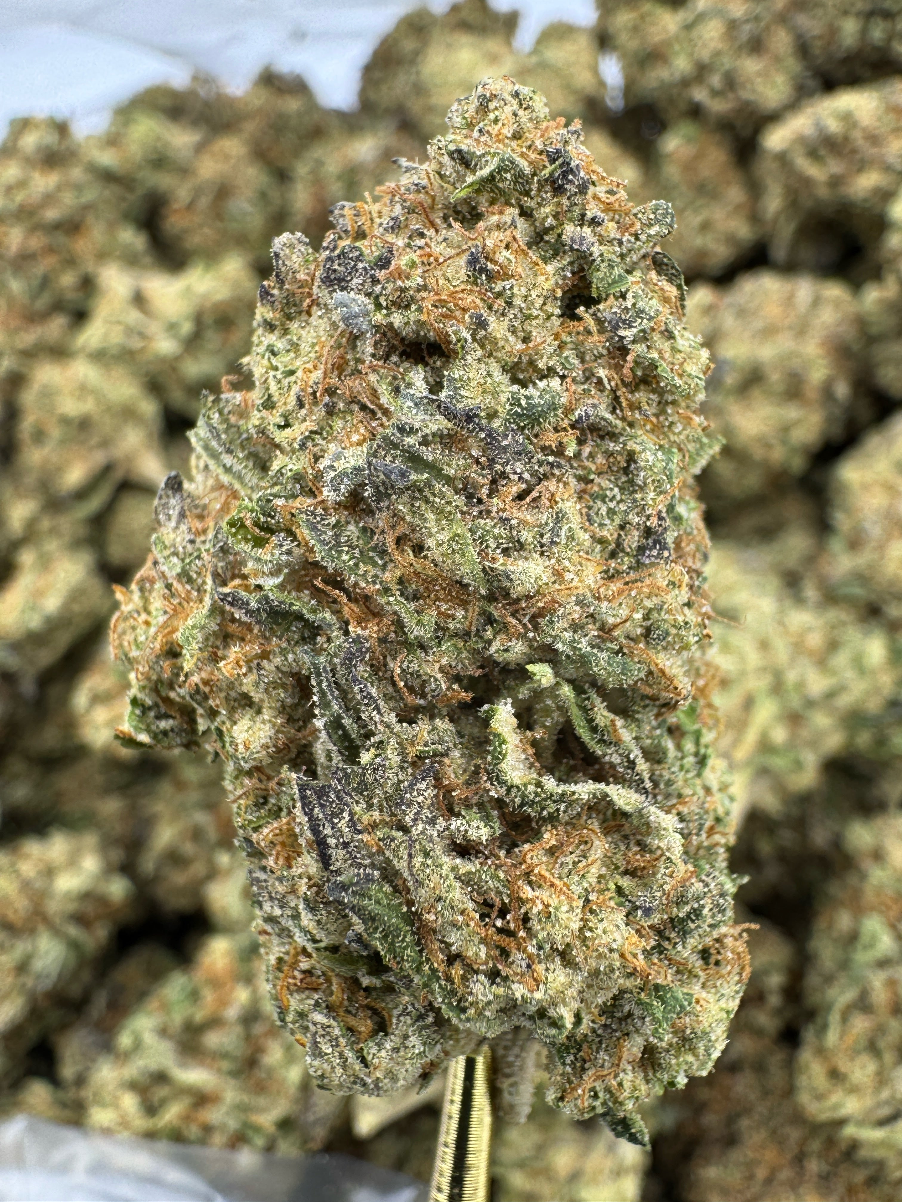Glitterbomb - THCA BULK Flower - Indoor