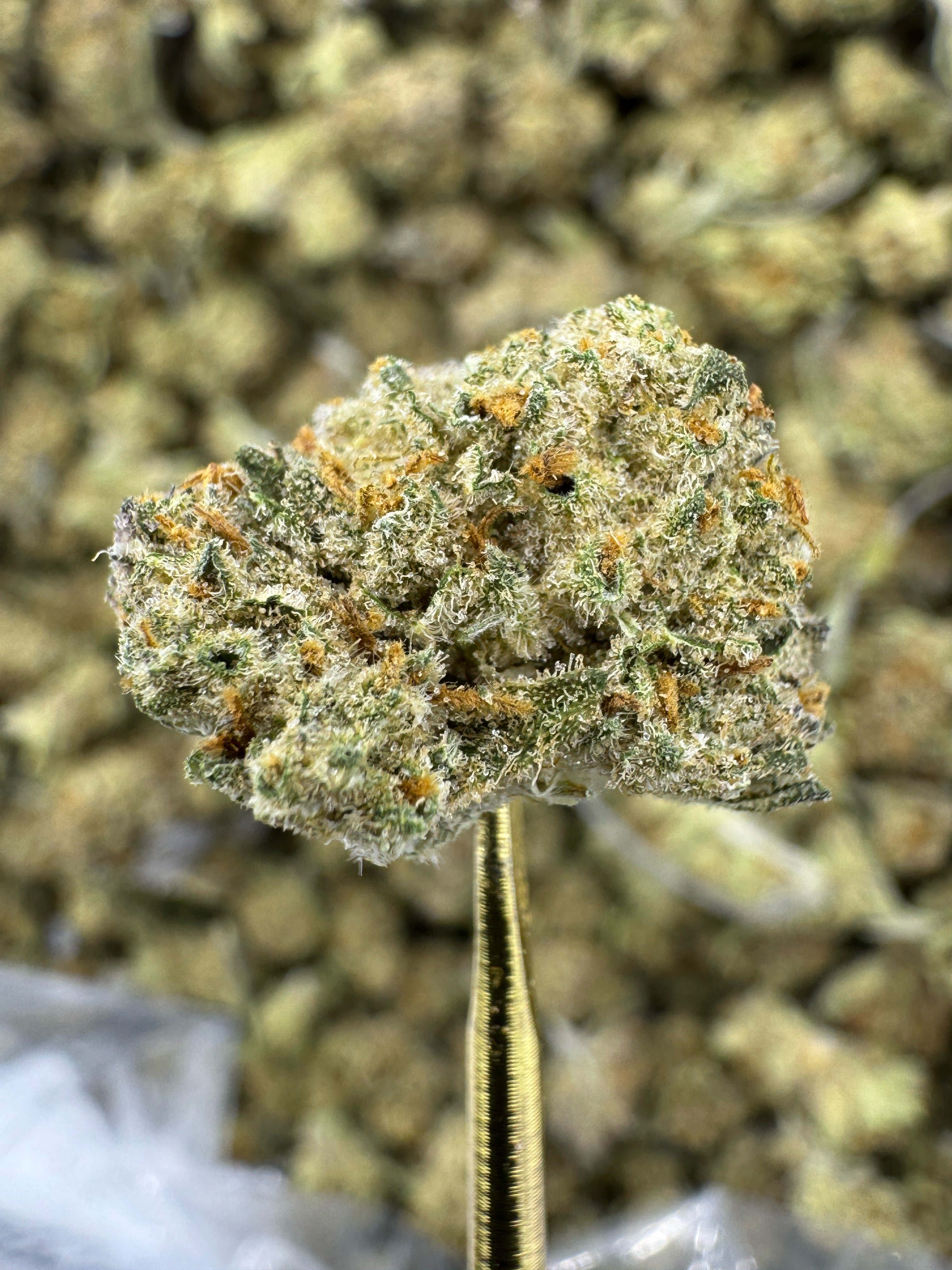 Gluttony - THCA Flower - Indoor Gold Nuggets