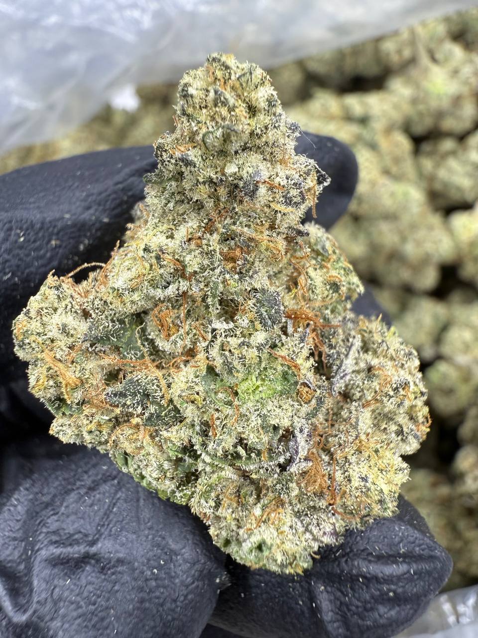 Gluttony - THCA BULK FLOWER - AAA INDOOR