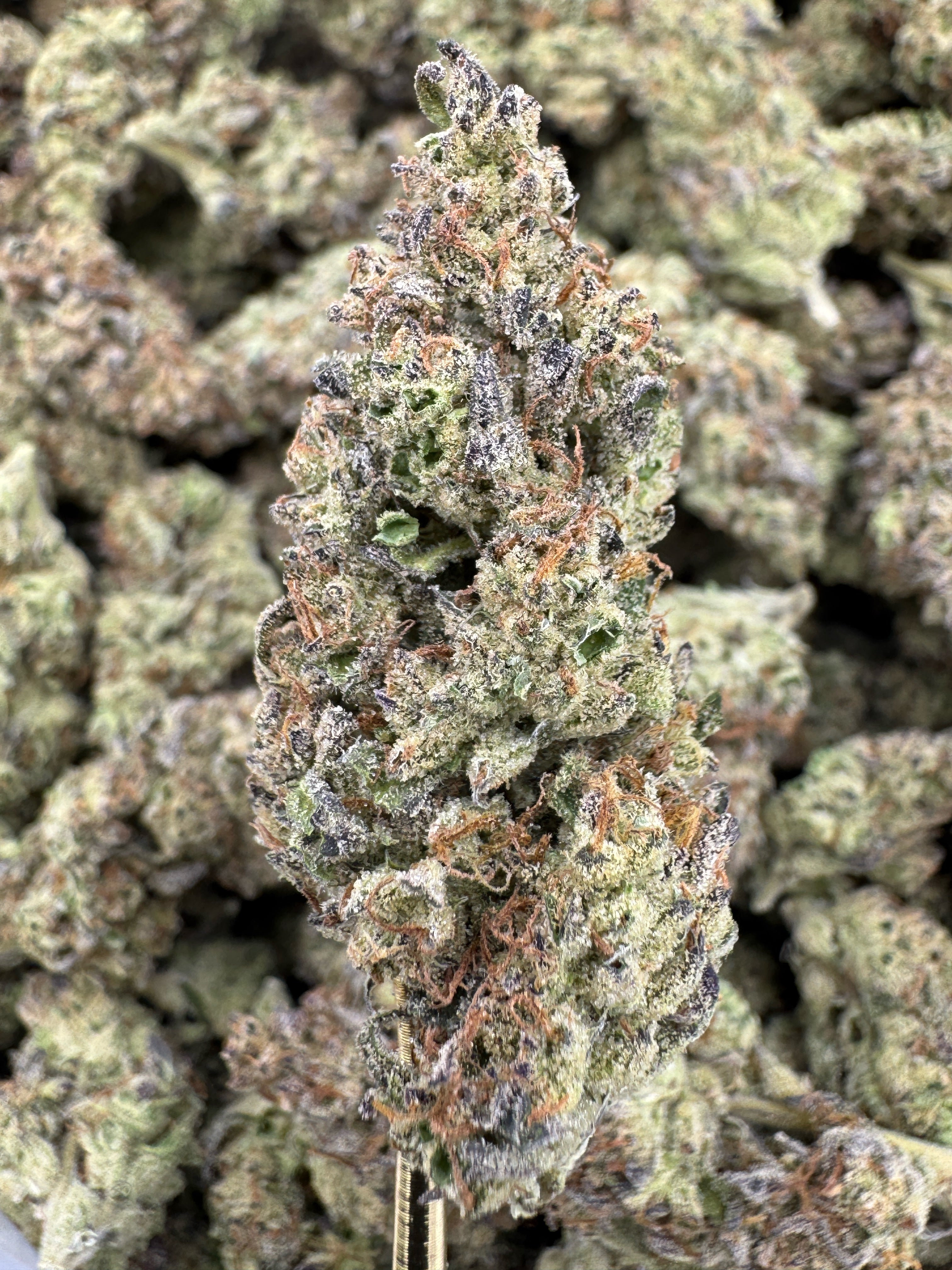 Gluttony - THCA BULK Flower - Indoor