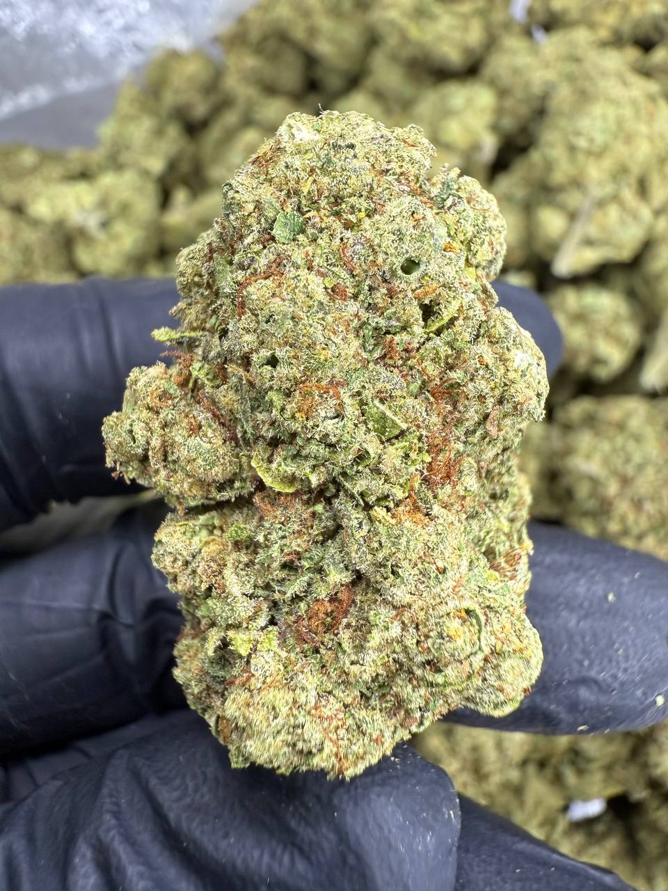 Golden Goat - THCA Flower - Greenhouse Top Cut