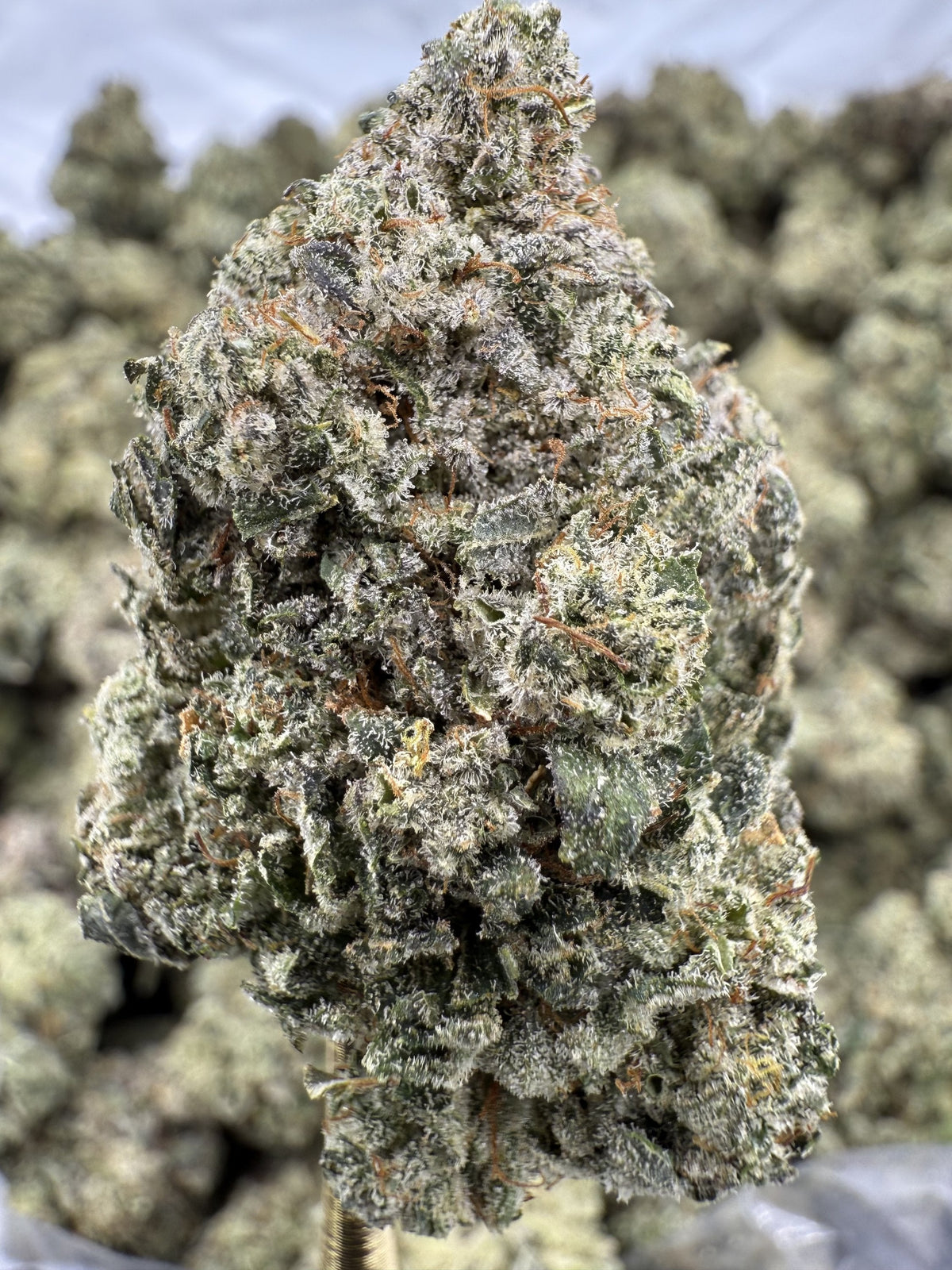 Gorilla Glue - THCA Flower - Indoor Top Cut