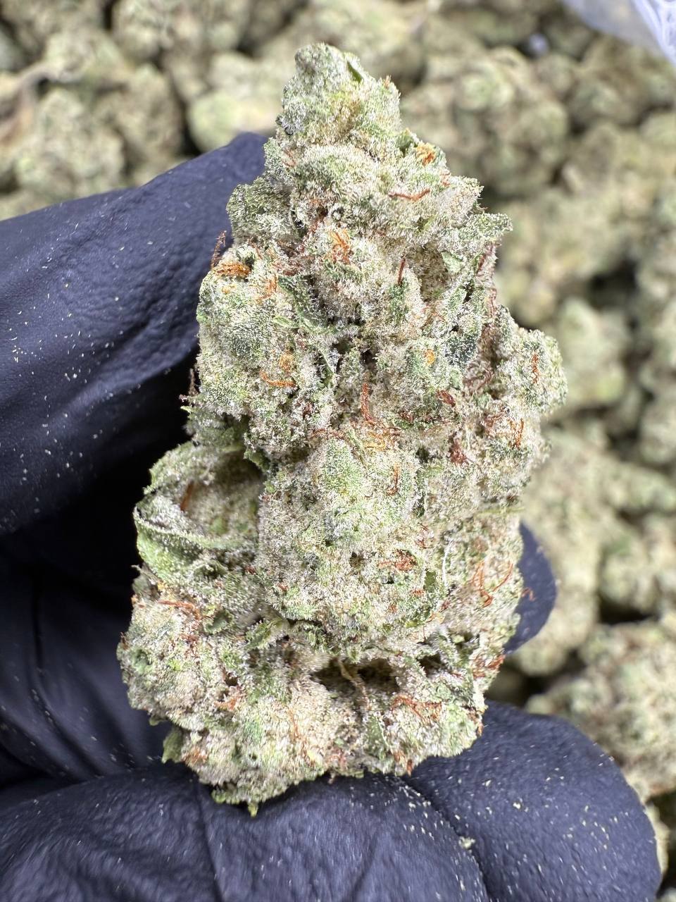Gorilla Glue - THCA BULK Flower - Indoor
