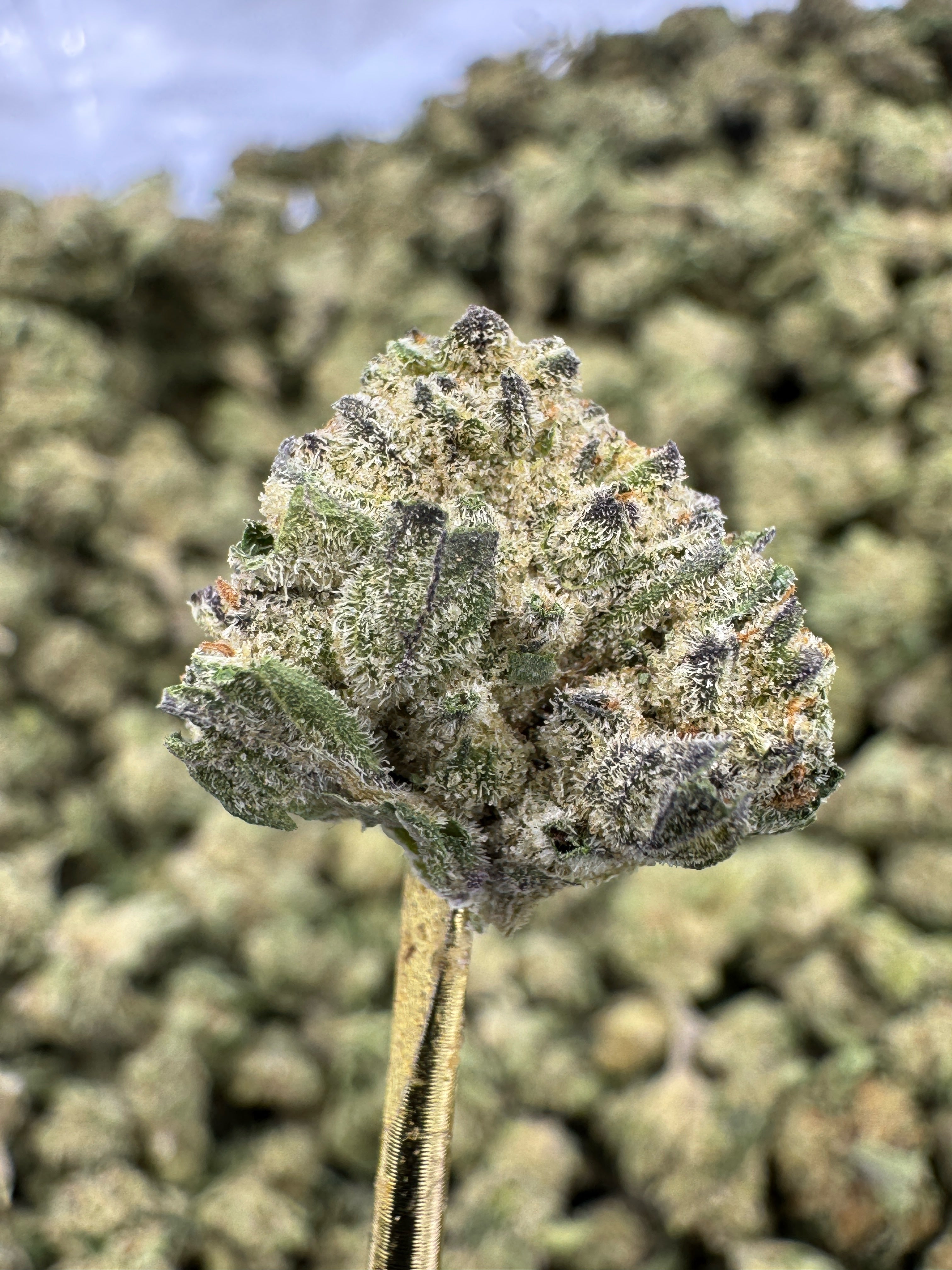 Gorilla Glue - THCA Flower - Indoor Gold Nuggets