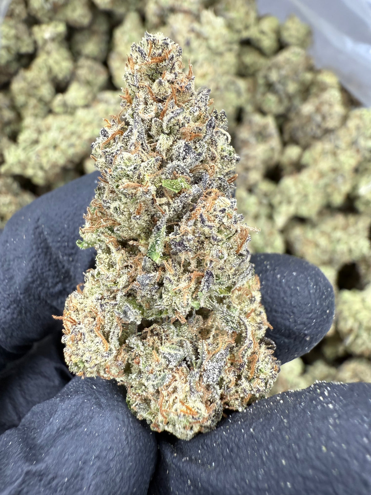 GovernMint Oasis - THCA Flower - Indoor Top Cut