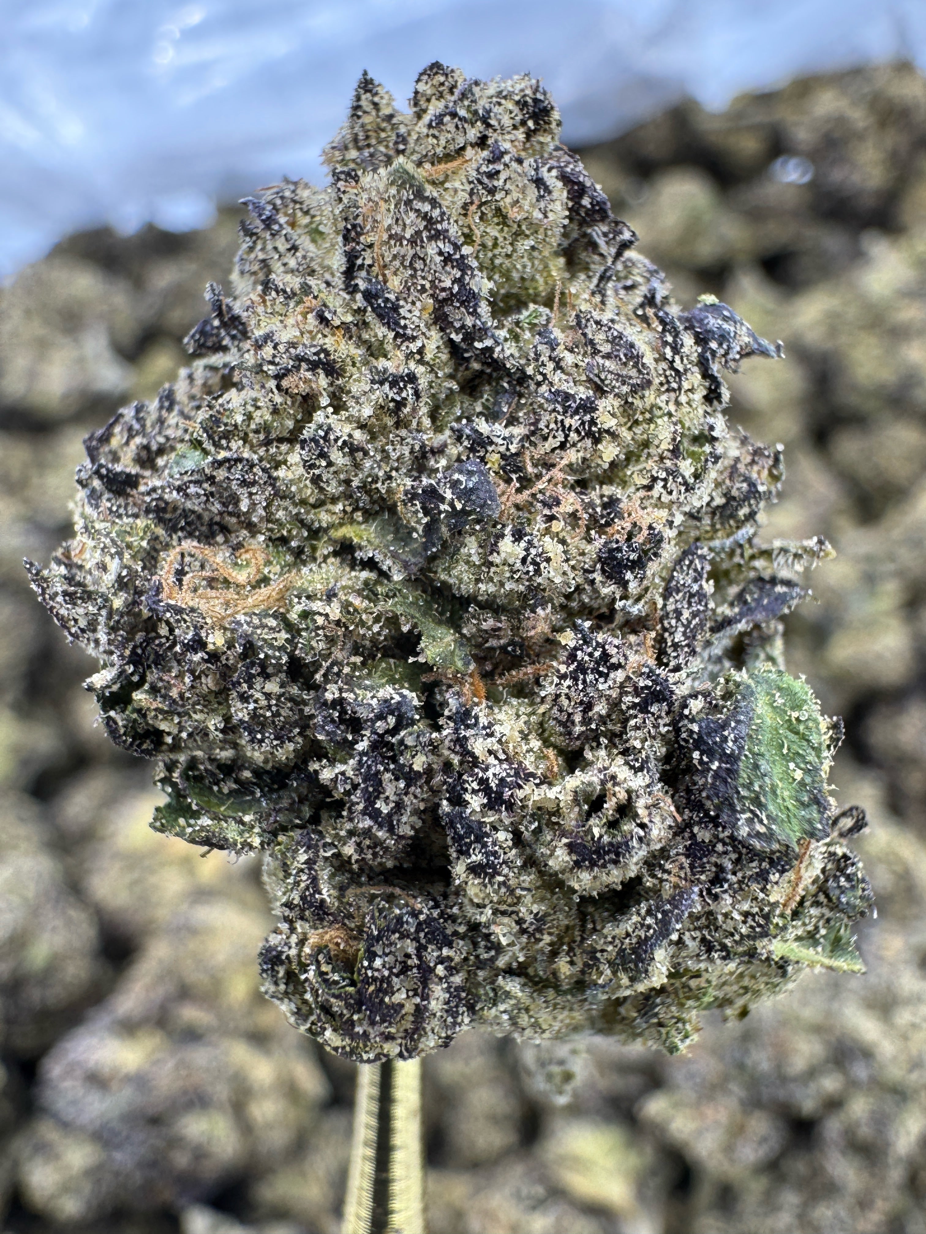 Grand Daddy Purple - THCA BULK Flower - Indoor