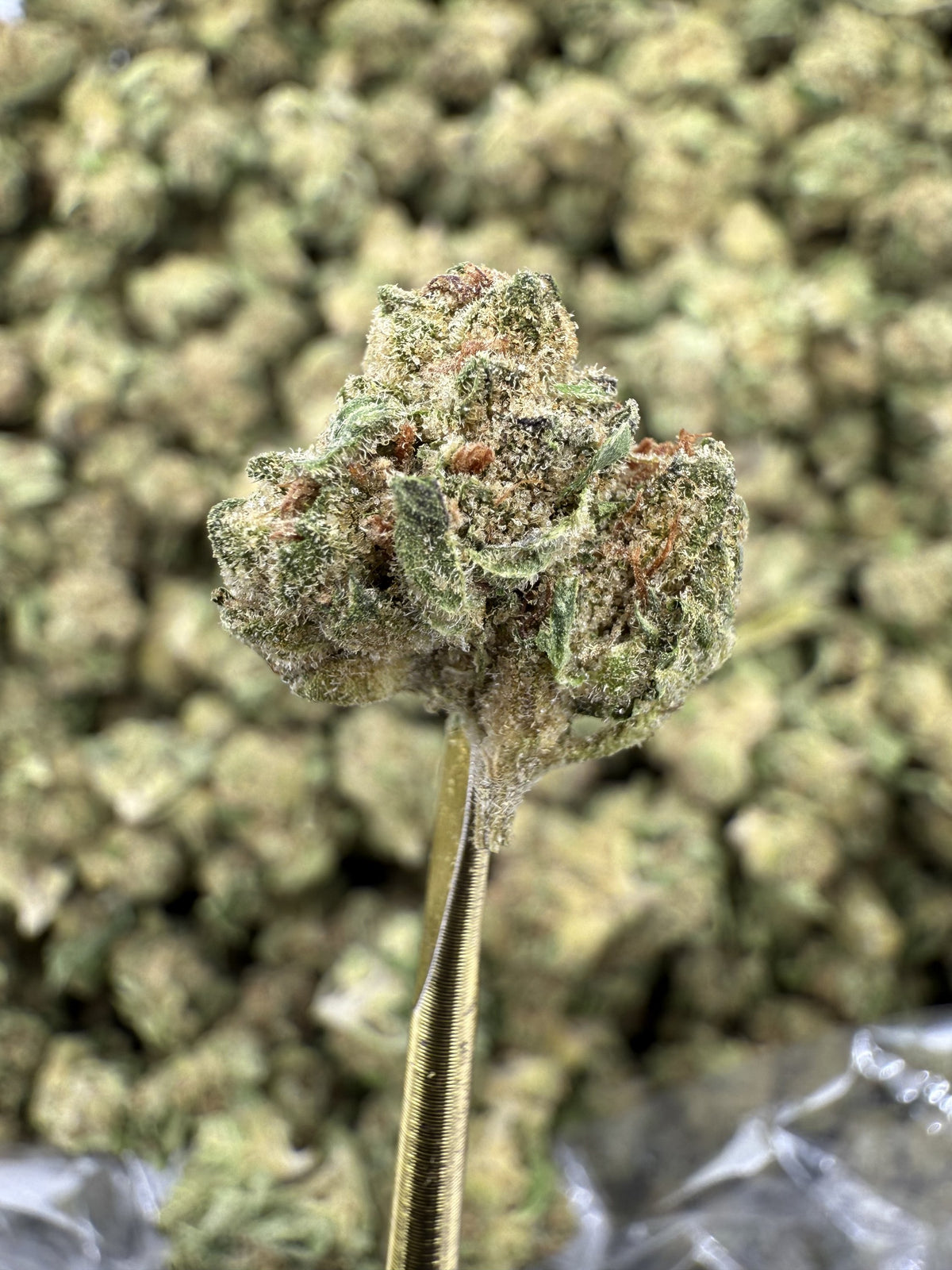 Grand Daddy Purple - THCA Flower - Greenhouse Gold Nuggets