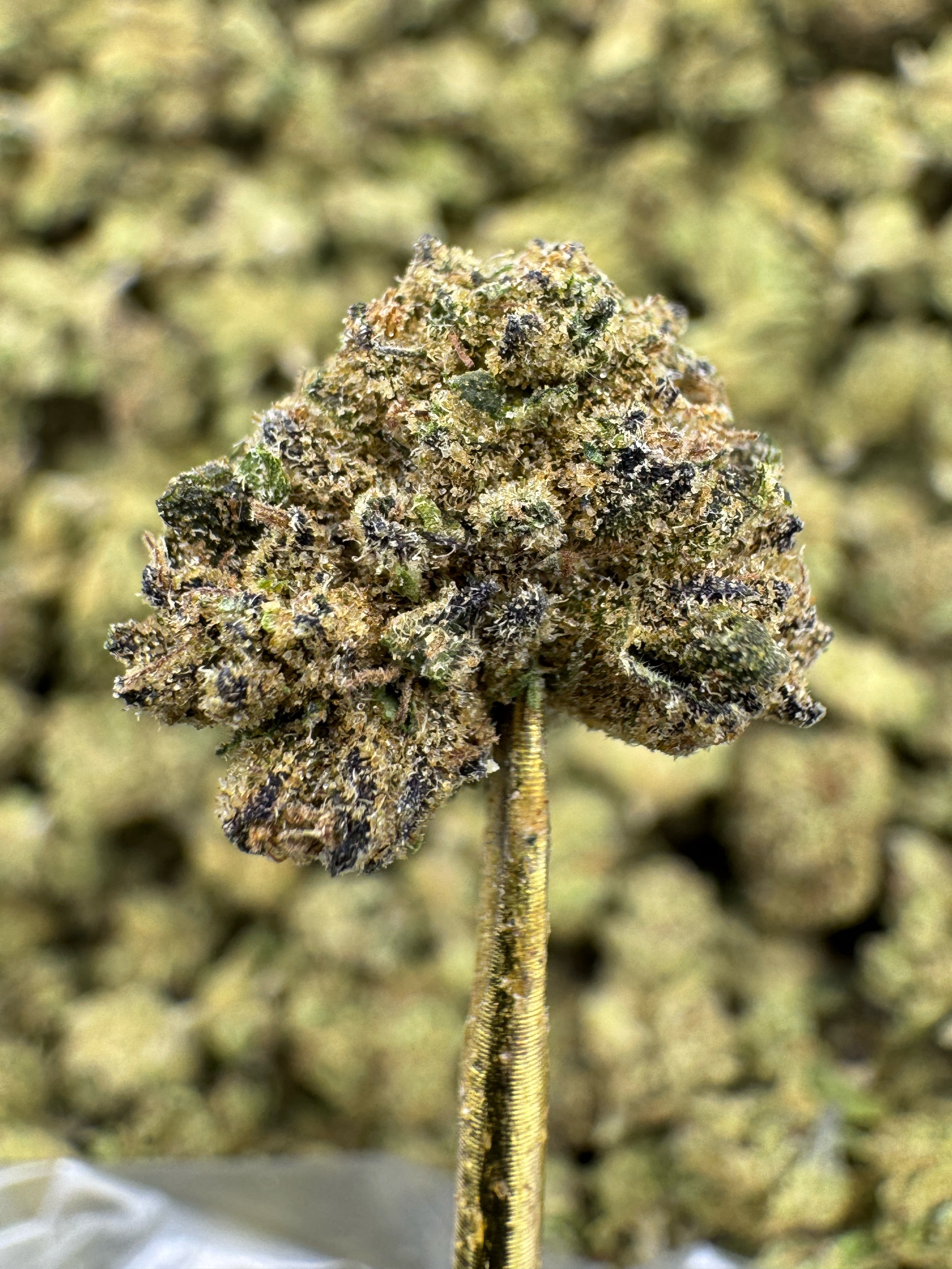 Grand Daddy Purple - THCA Flower - Greenhouse Gold Nuggets