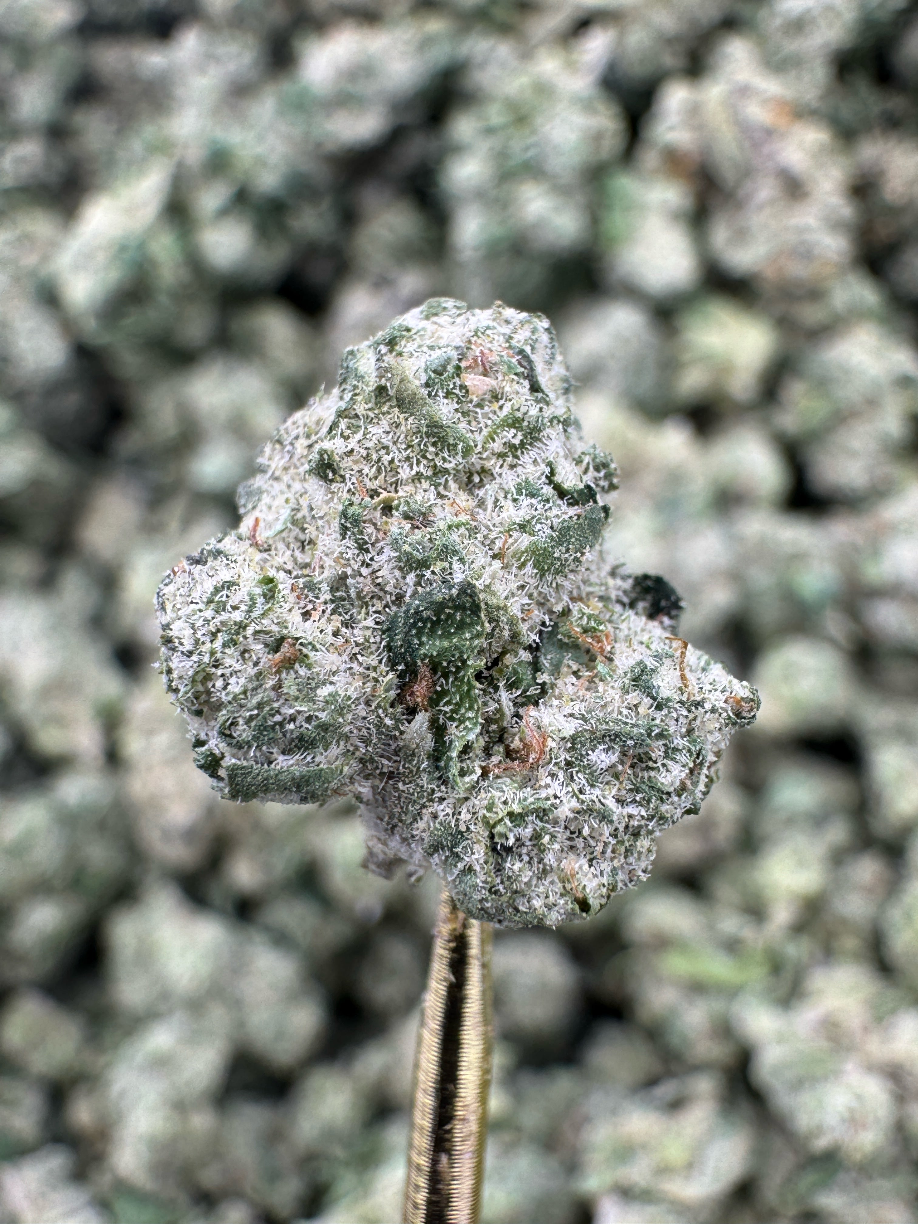 Grapefruit - THCA Flower - Indoor Gold Nuggets Exotic