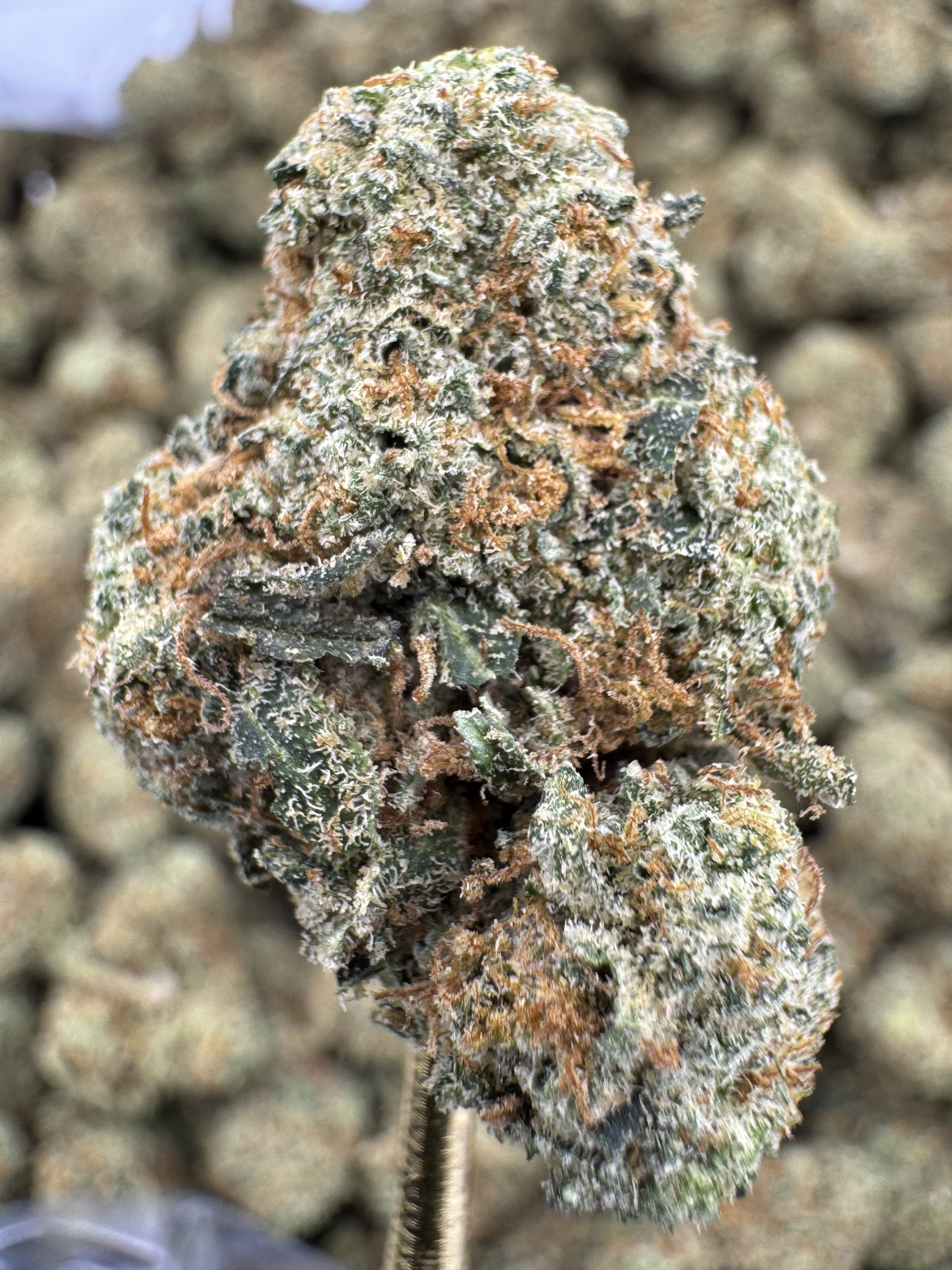 Grapefruit - THCA BULK Flower - Indoor Exotic