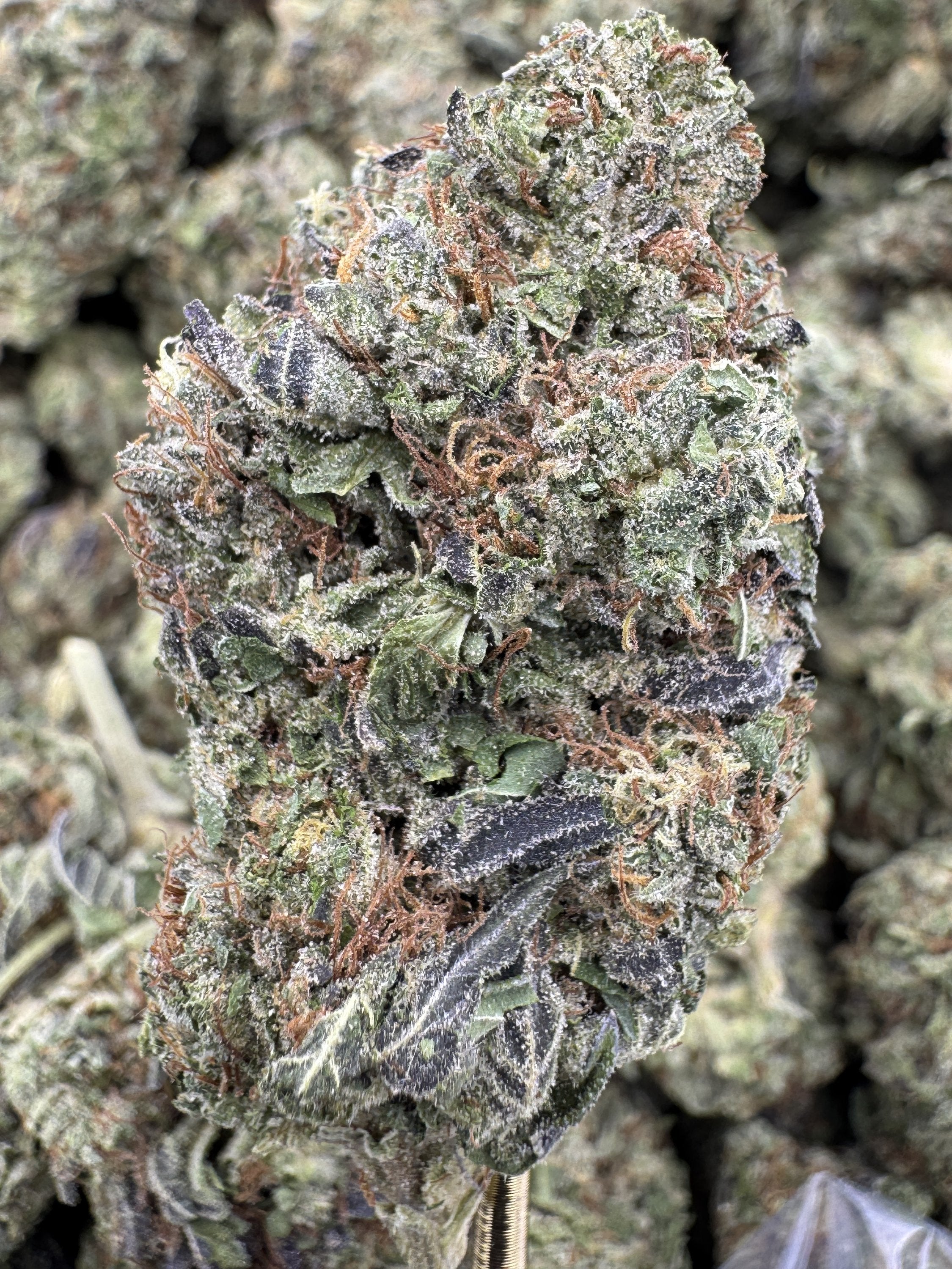 Grapefruit Sorbet - THCA BULK Flower - Greenhouse
