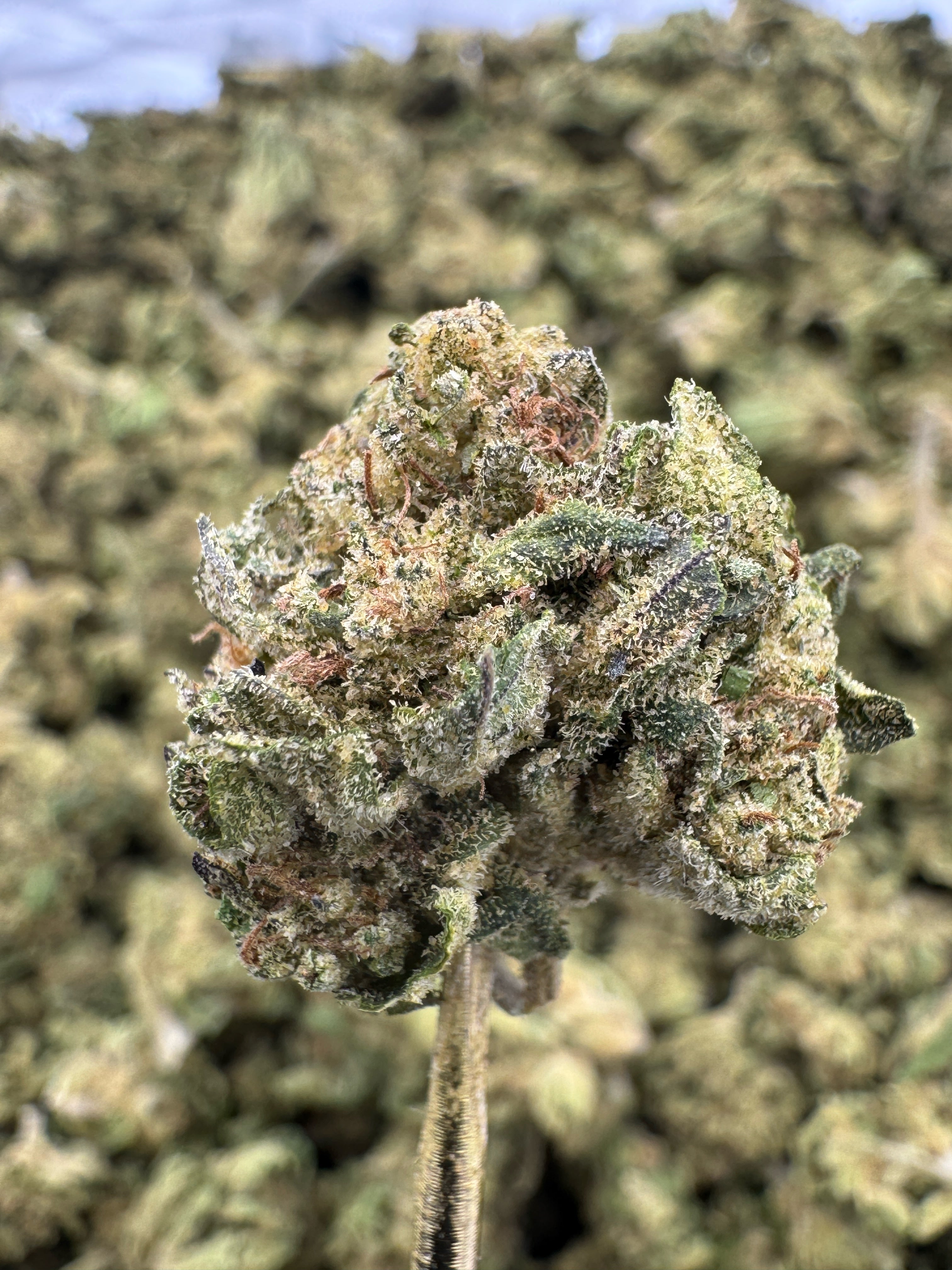 Grapefruit Sorbet - THCA Flower - Greenhouse Gold Nuggets