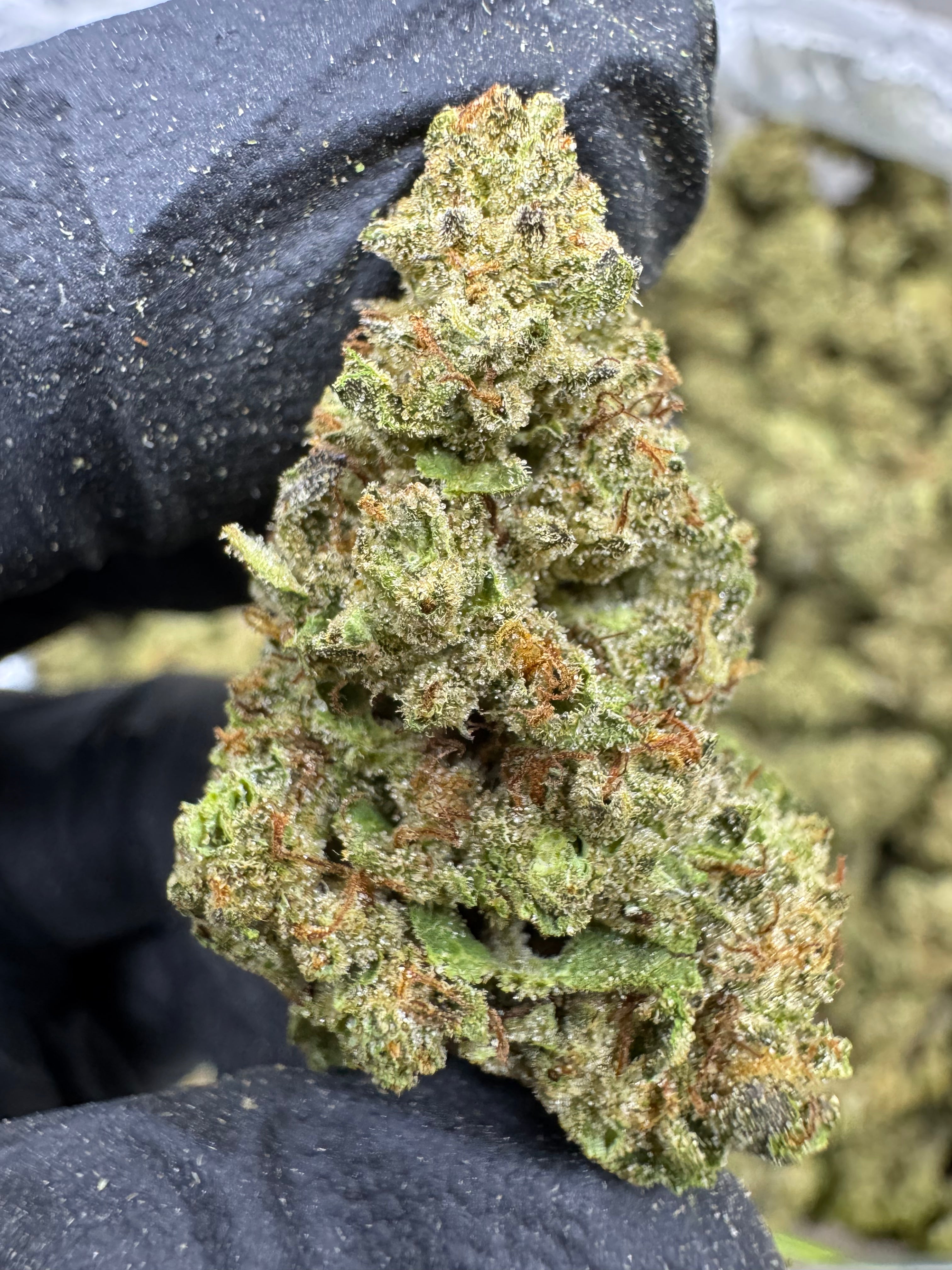 Grapes and Cream - THCA BULK Flower - Sungrown