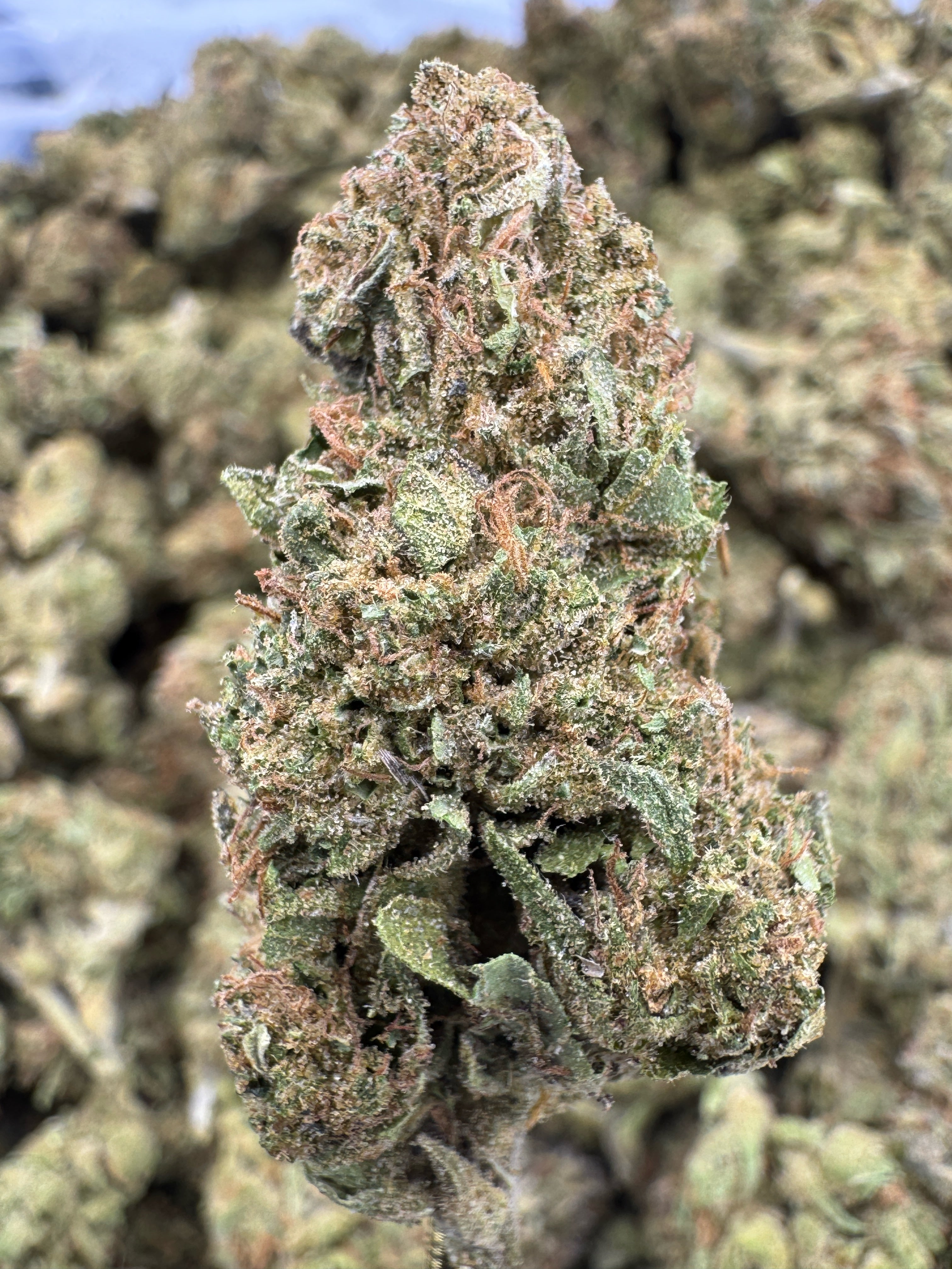 Grease Monkey - THCA BULK Flower - Sungrown