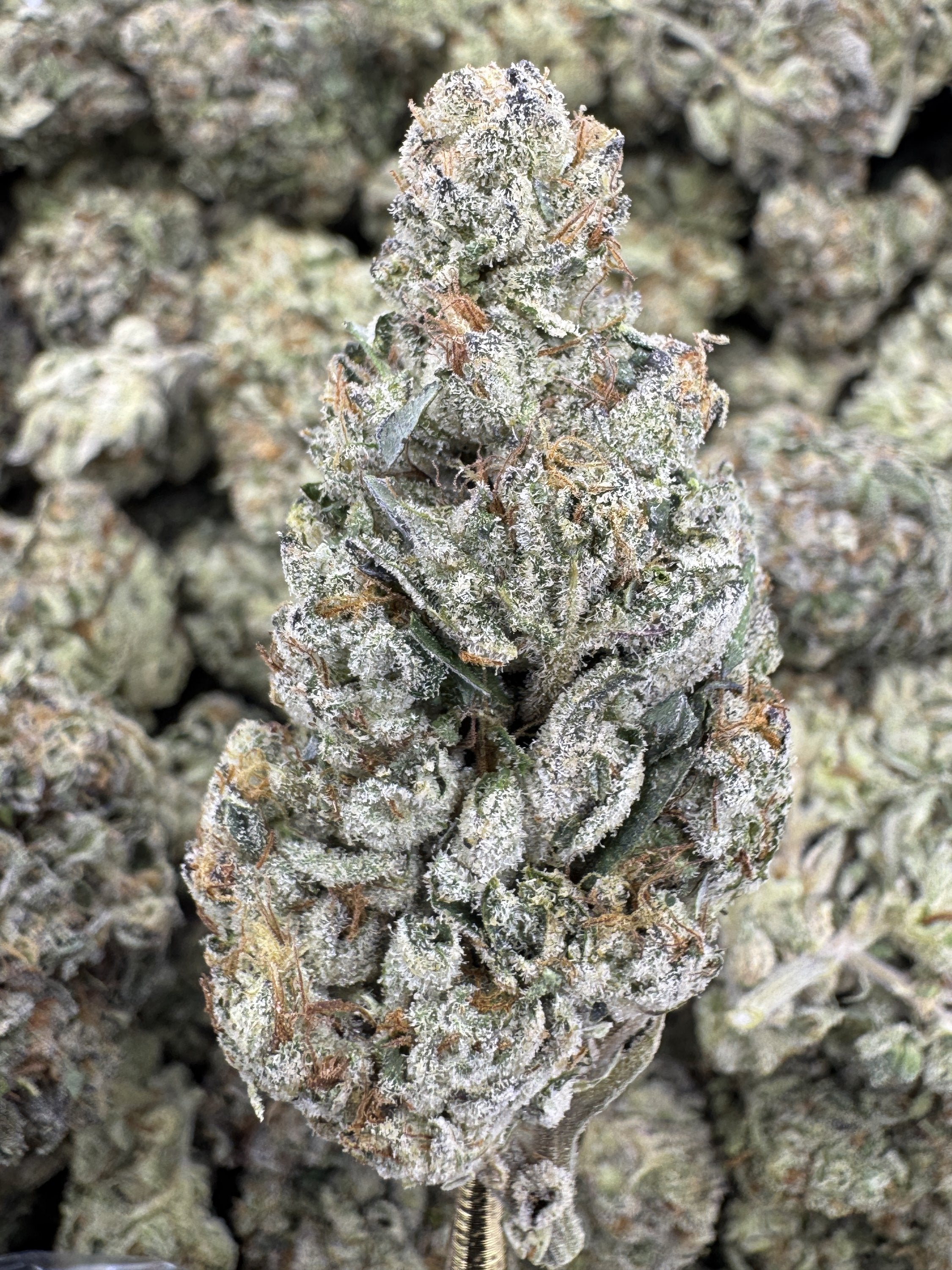 Green Goblin - THCA BULK Flower - Greenhouse