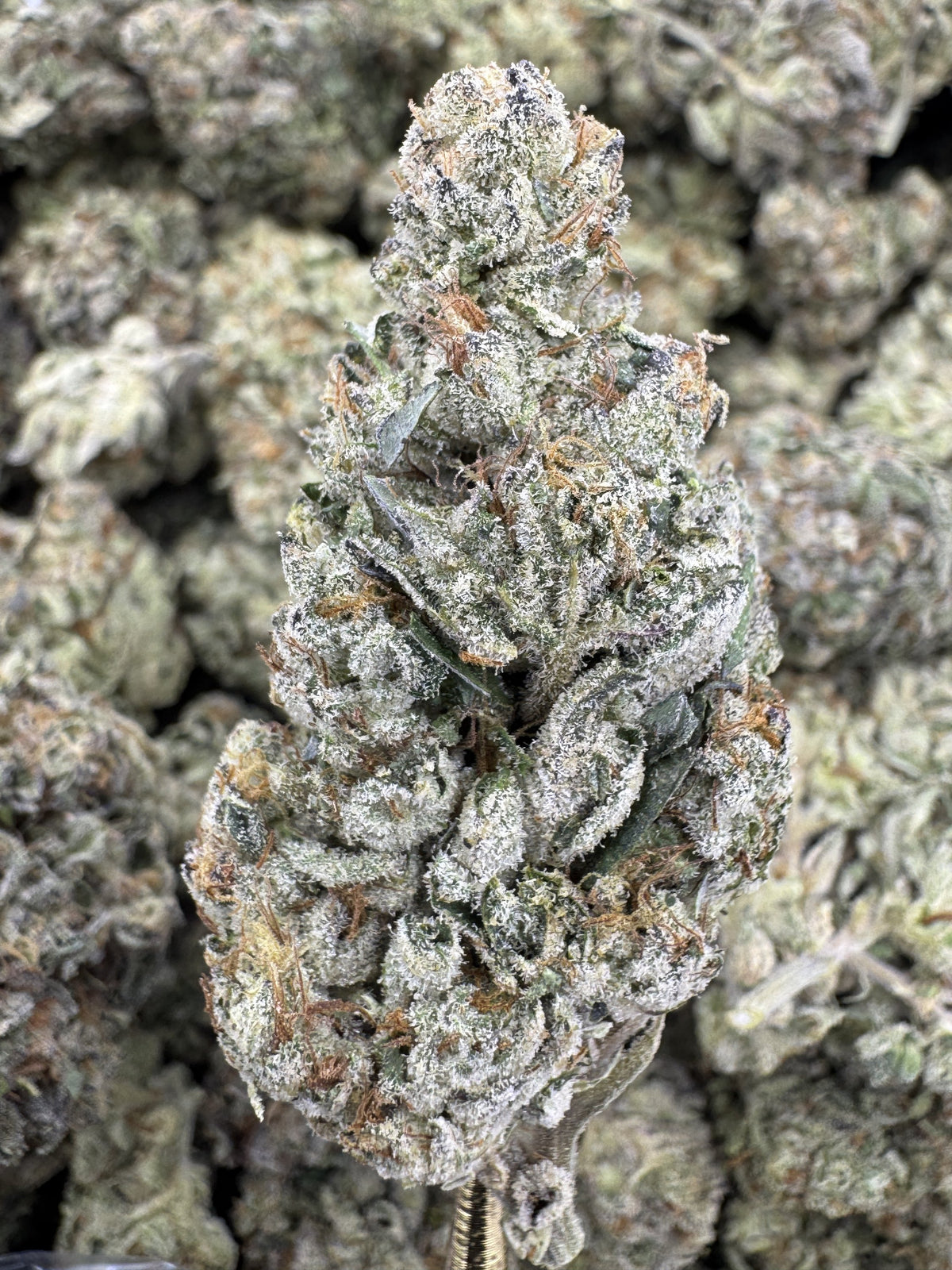 Green Goblin - THCA BULK Flower - Greenhouse