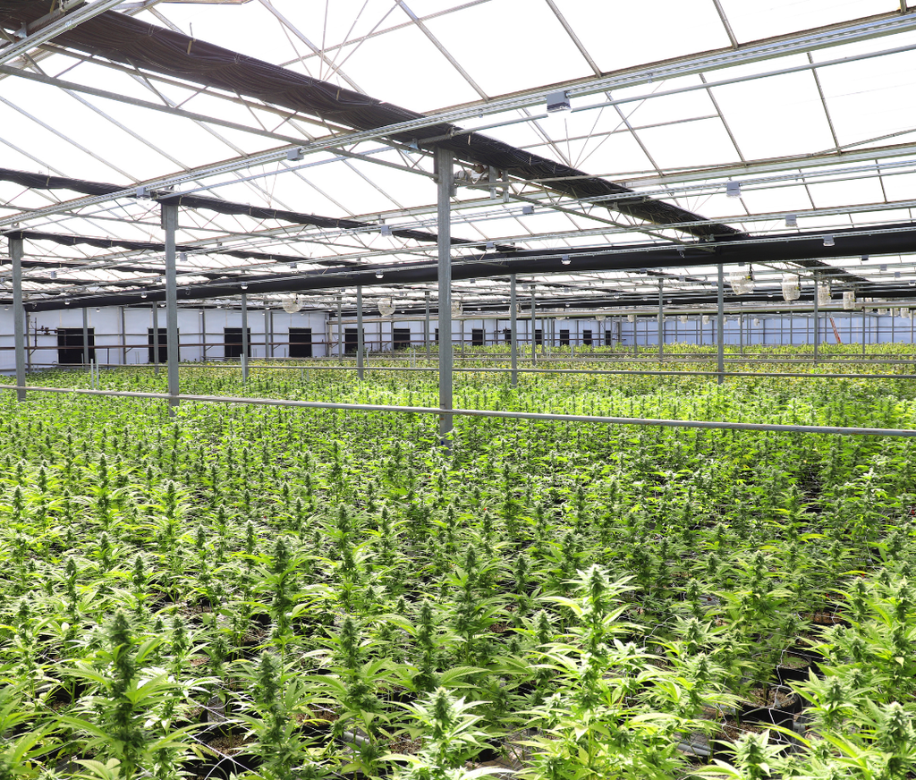 Greenhouse THCA Flower