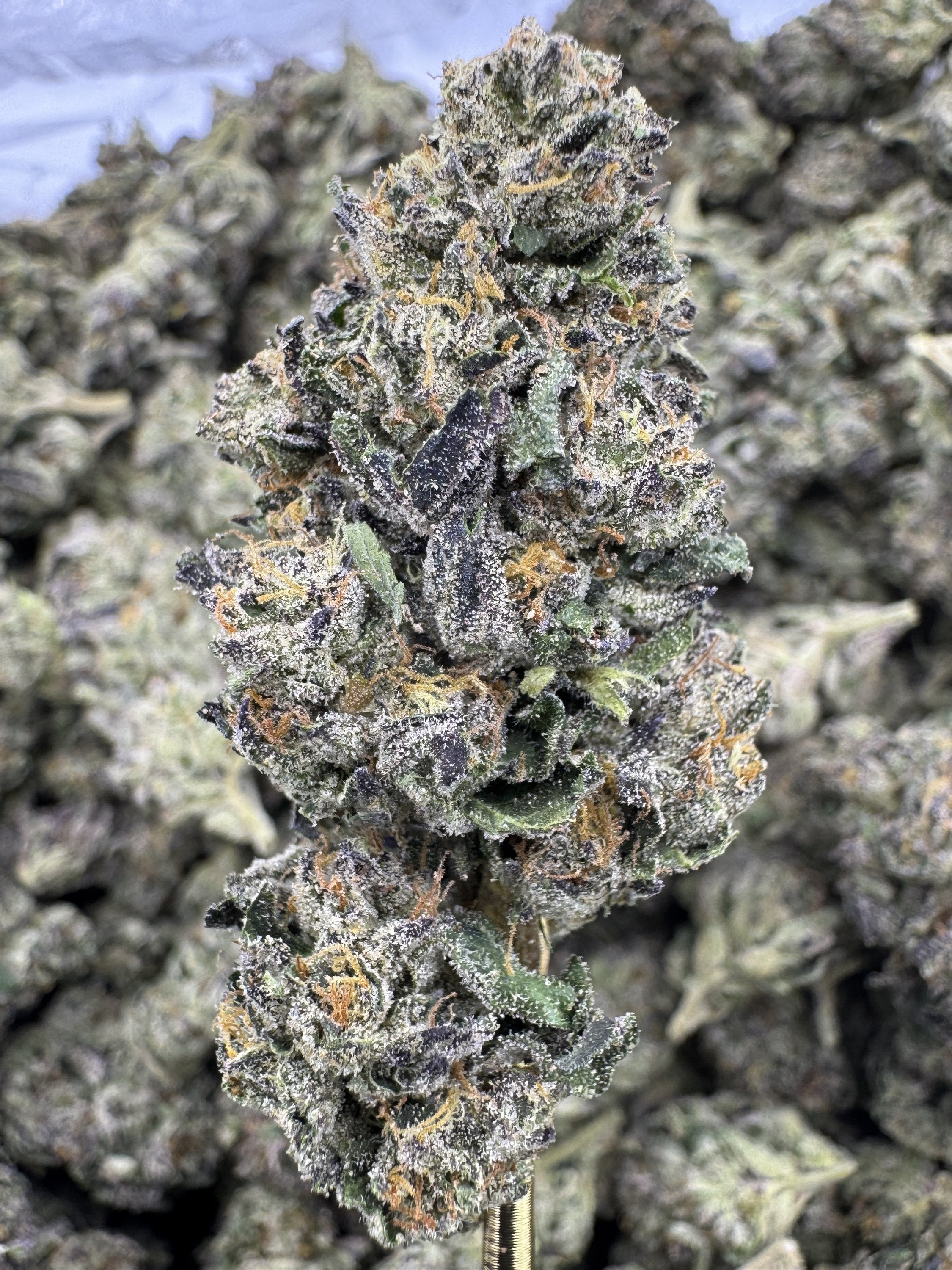 Guava - THCA BULK Flower - Greenhouse