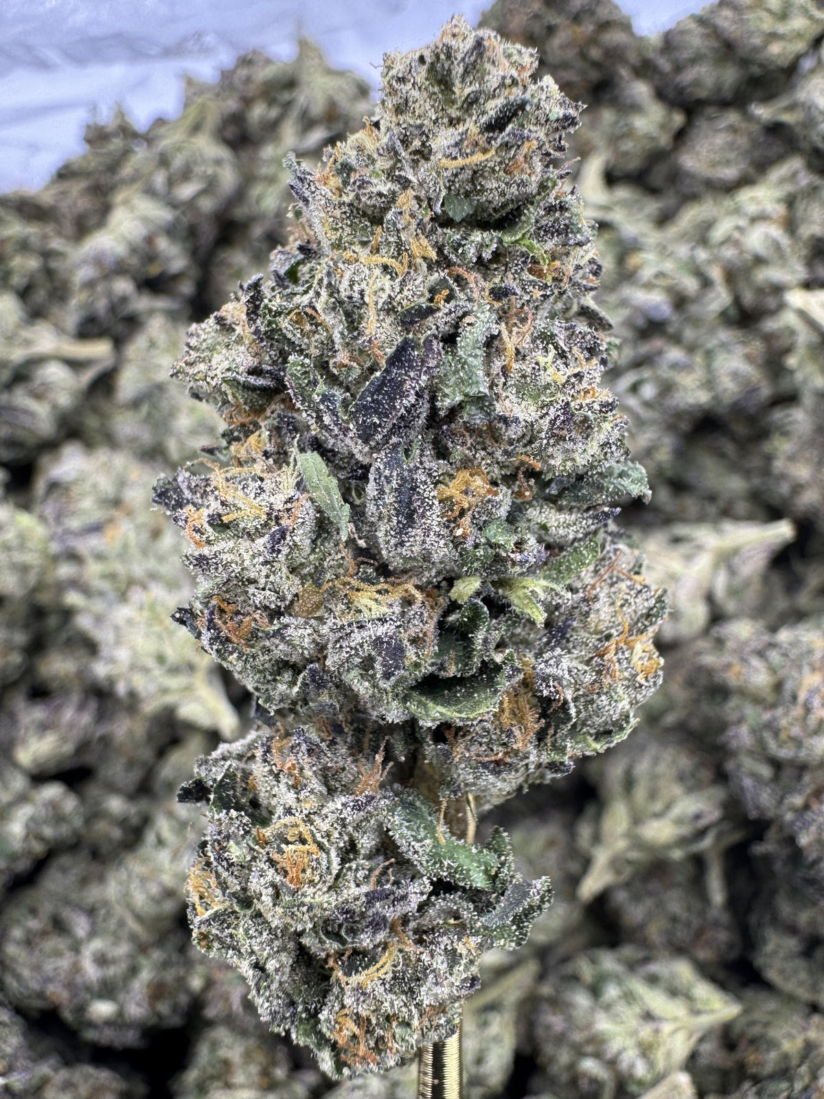 Guava - THCA BULK Flower - Greenhouse
