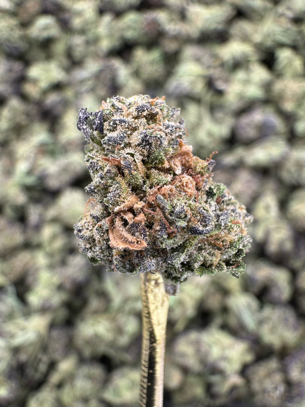 Guava Gas - THCA BULK FLOWER - TOP SHELF SMALLS