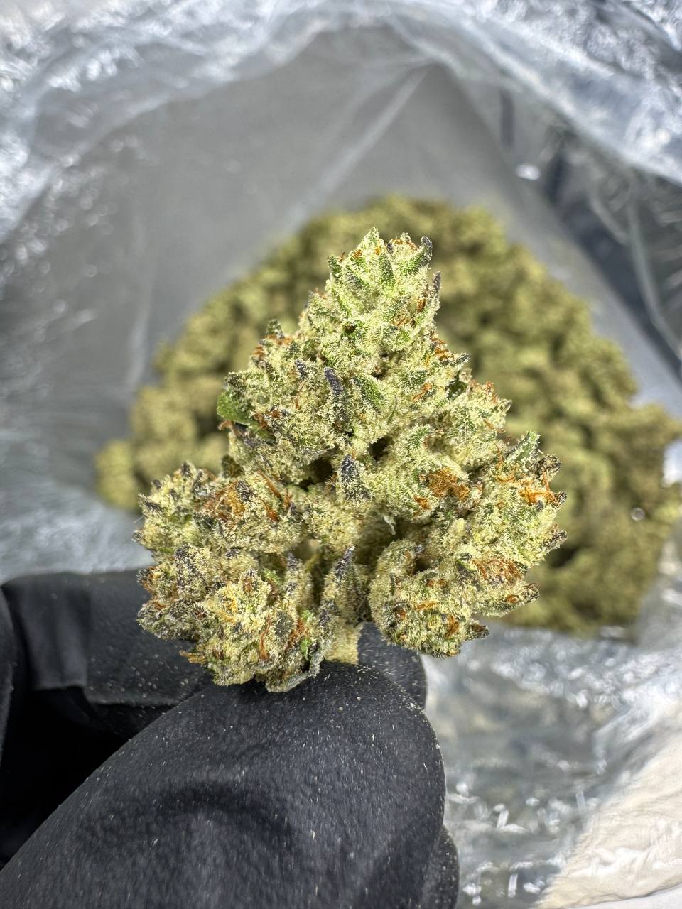 Guava Gas - THCA BULK Flower - Greenhouse