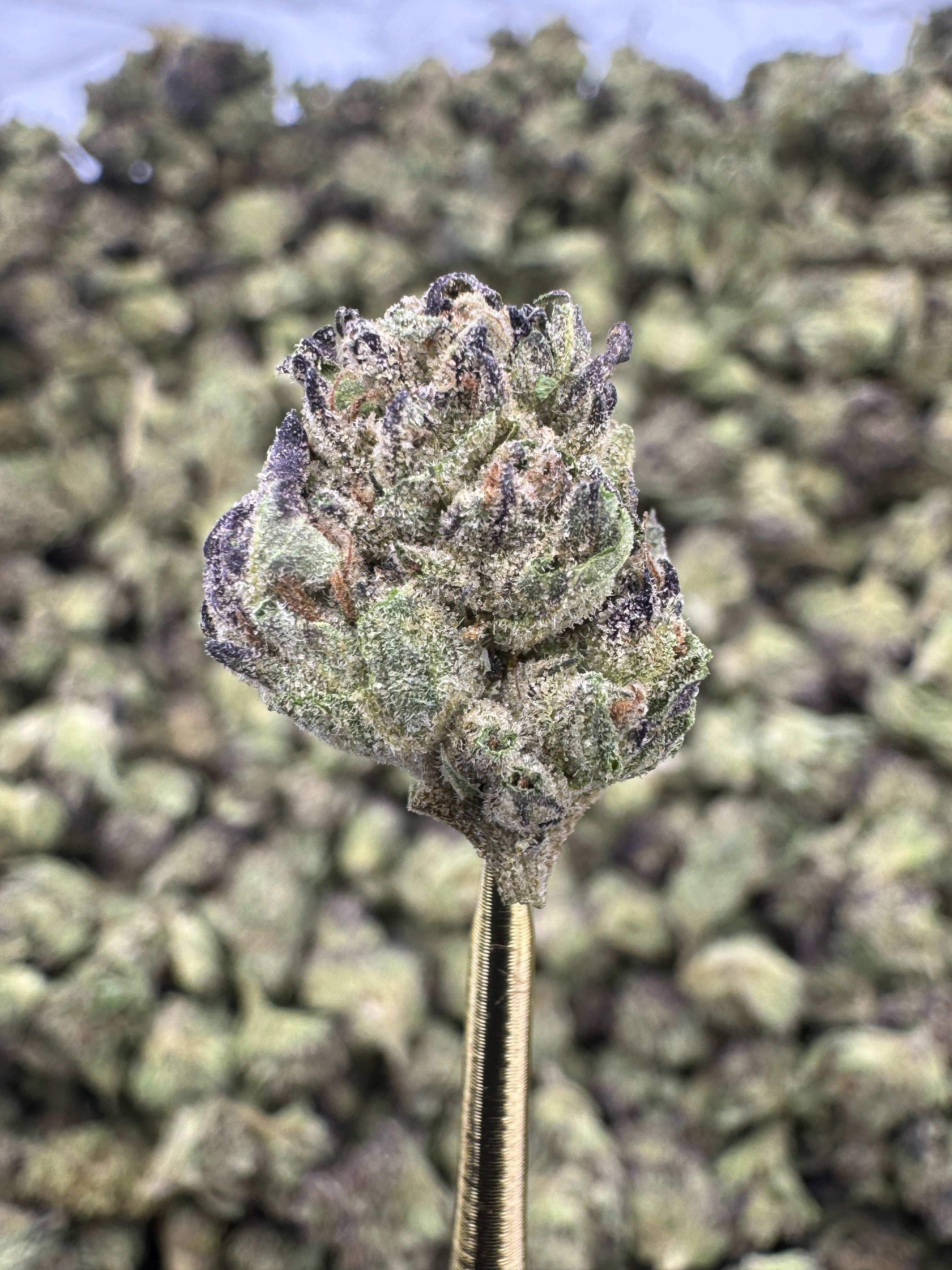 Guava Gas - THCA BULK Flower - Greenhouse Smalls