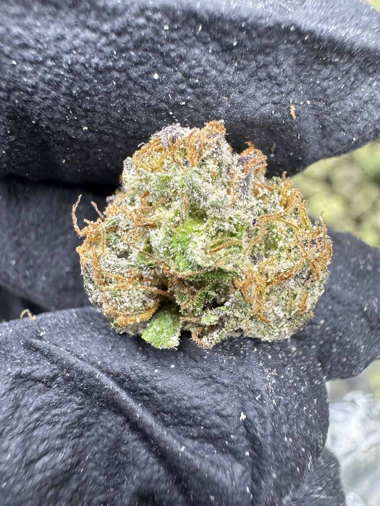 Gumbo - THCA BULK FLOWER - EXOTIC INDOOR SMALLS